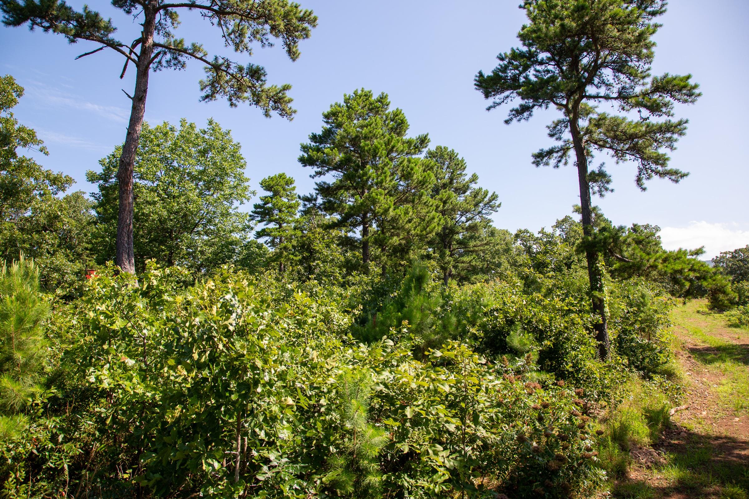 Tyler Stone Ranch Tract 26 photo 13