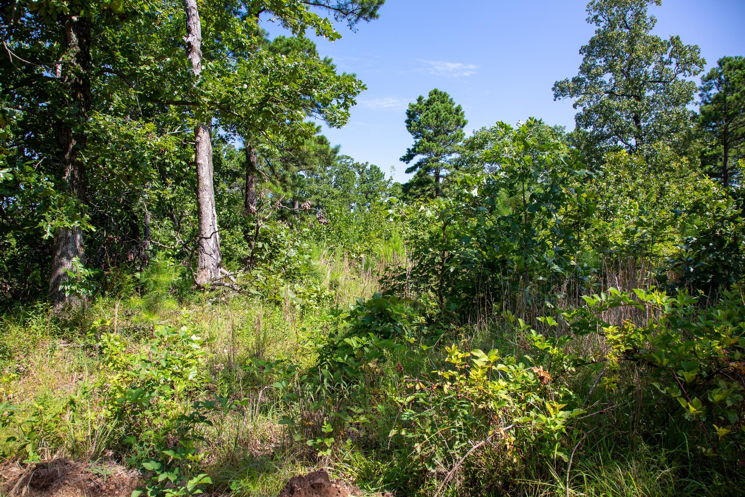 Tyler Stone Ranch Tract 26 photo 16