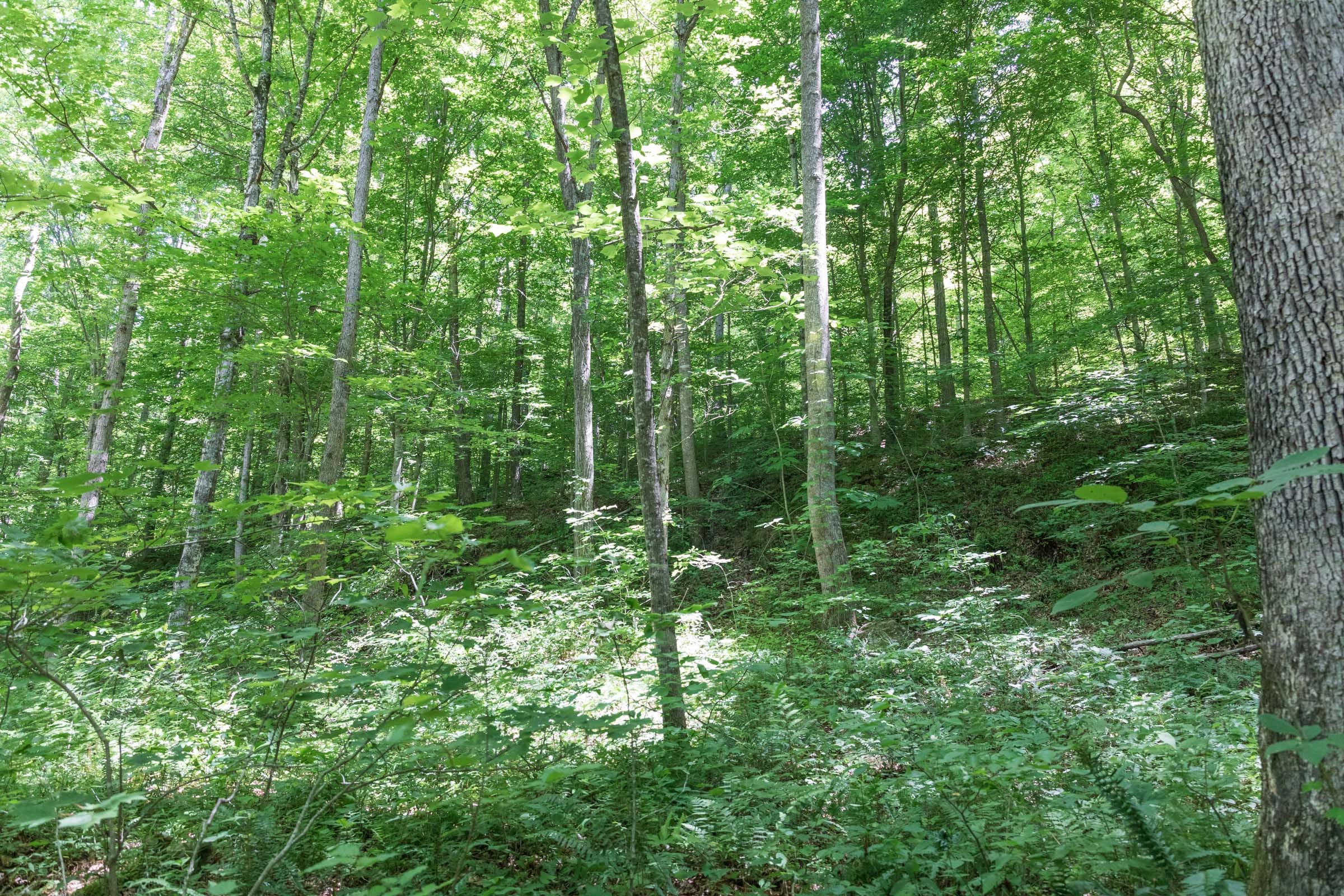 River’s Edge Tract 20 photo 3
