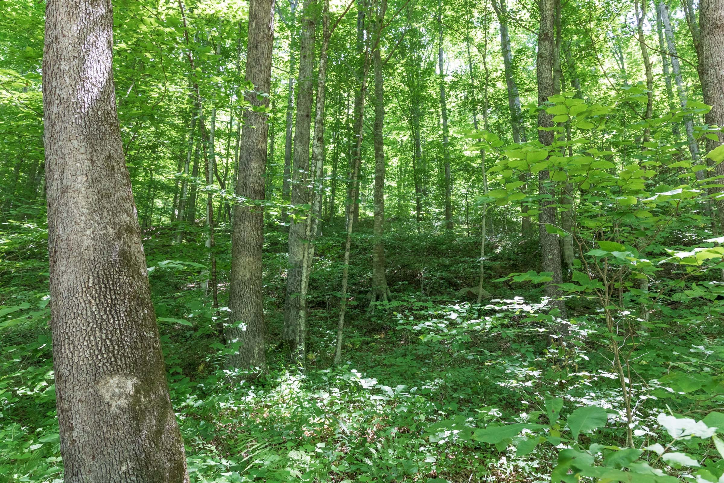 River’s Edge Tract 20 photo 4