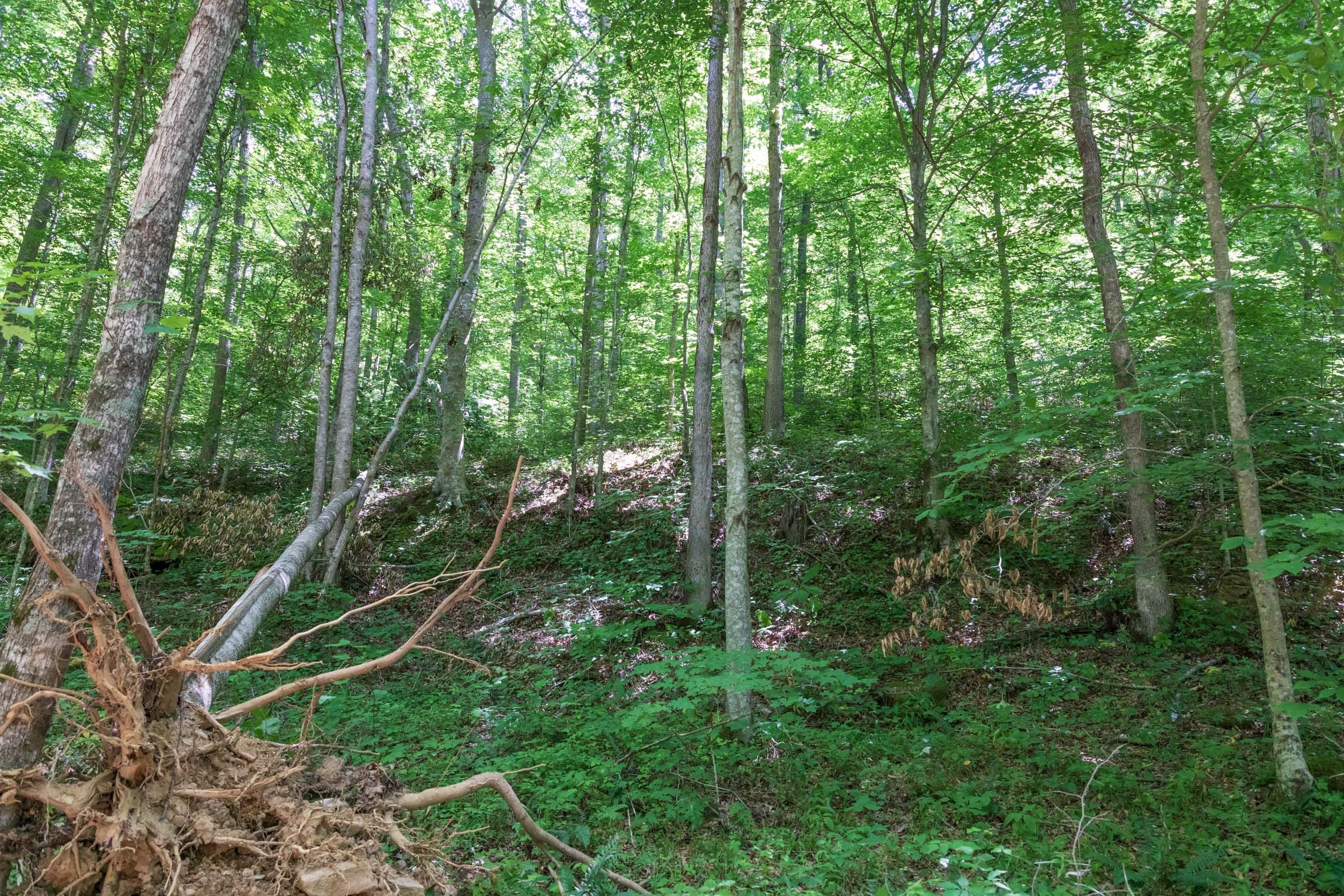 River’s Edge Tract 20 photo 6