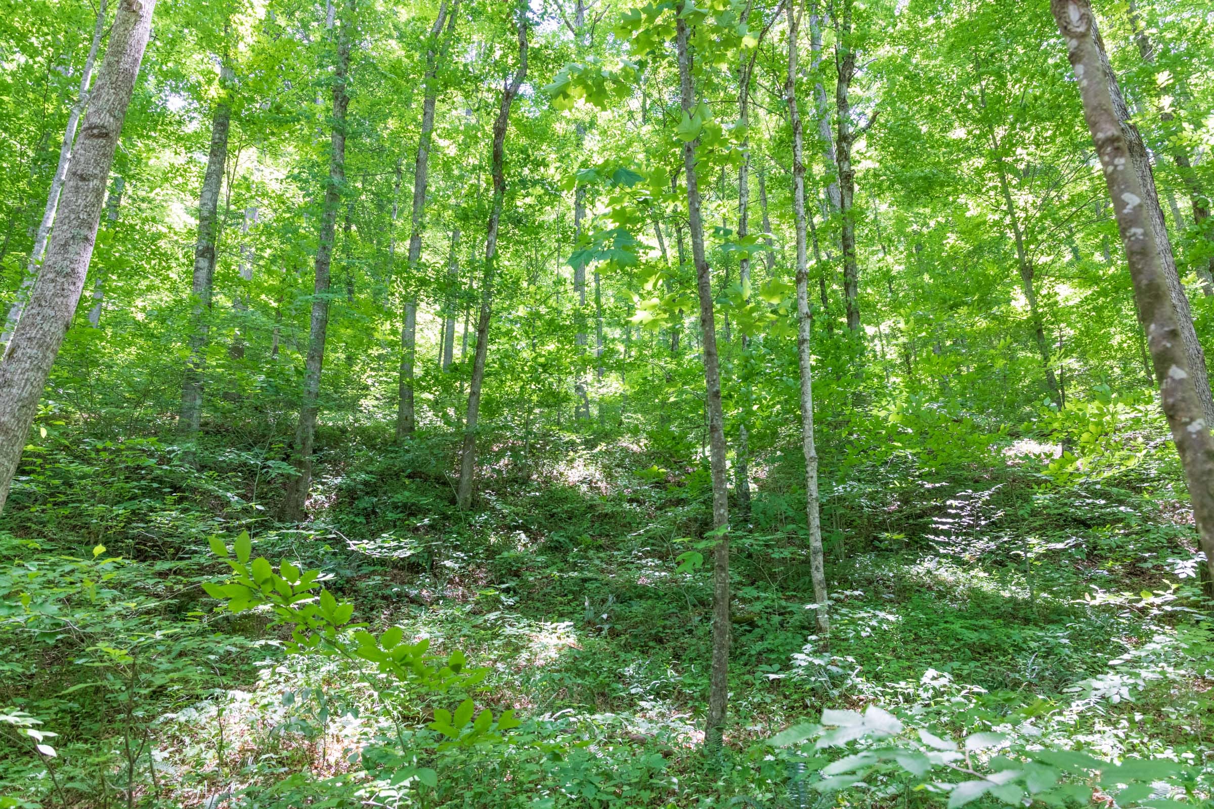 River’s Edge Tract 20 photo 7