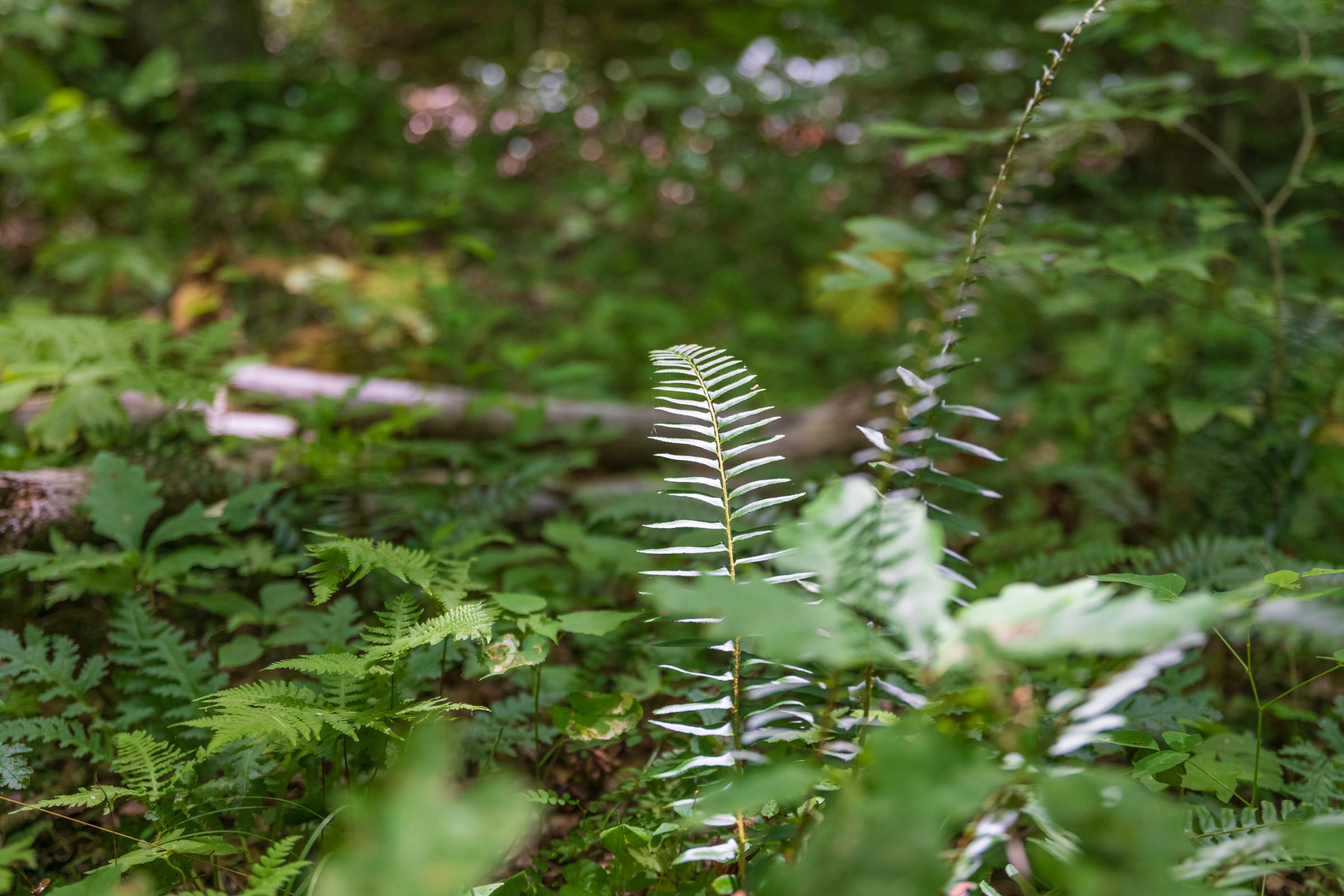 River’s Edge Tract 20 photo 2