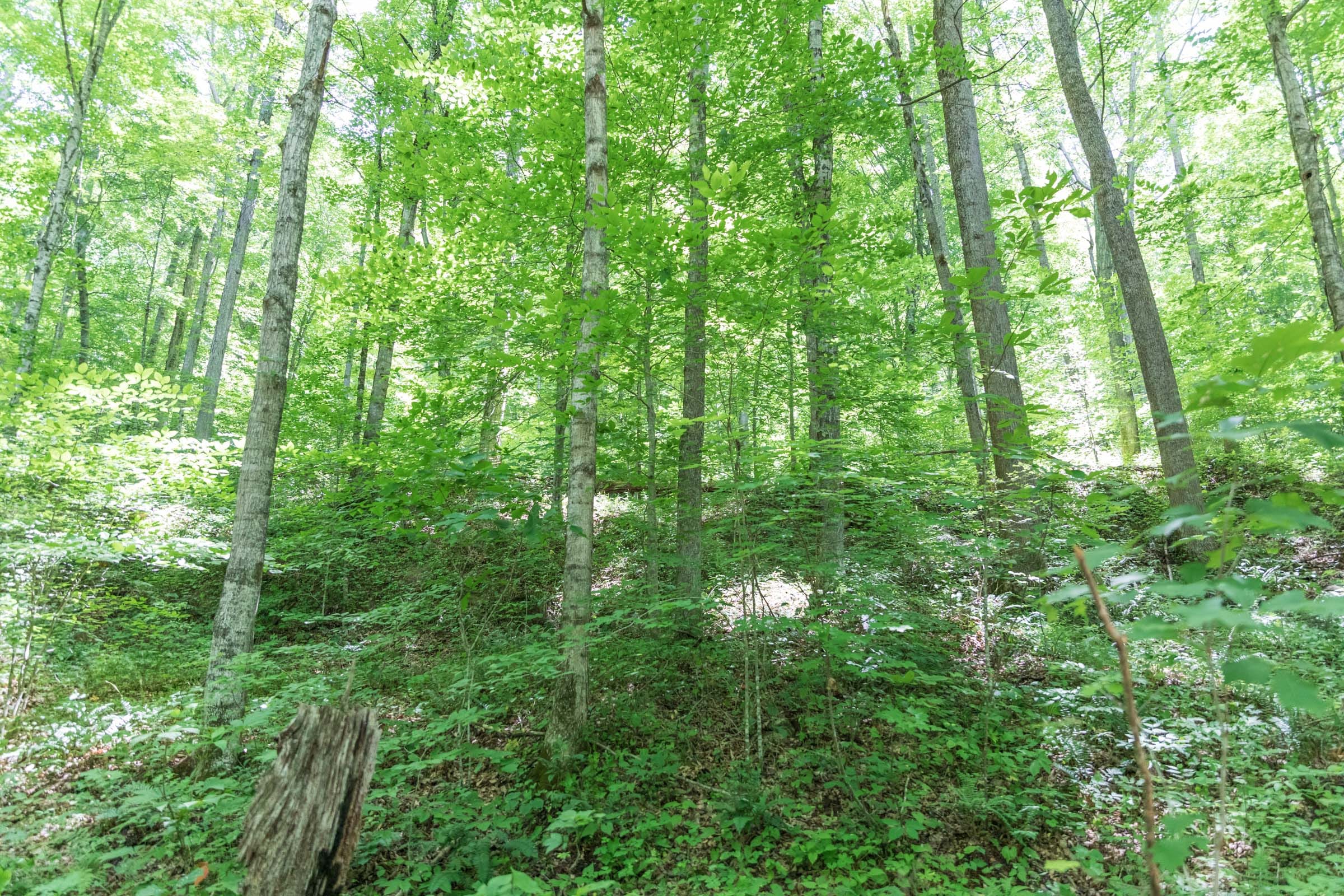 River’s Edge Tract 20 photo 8