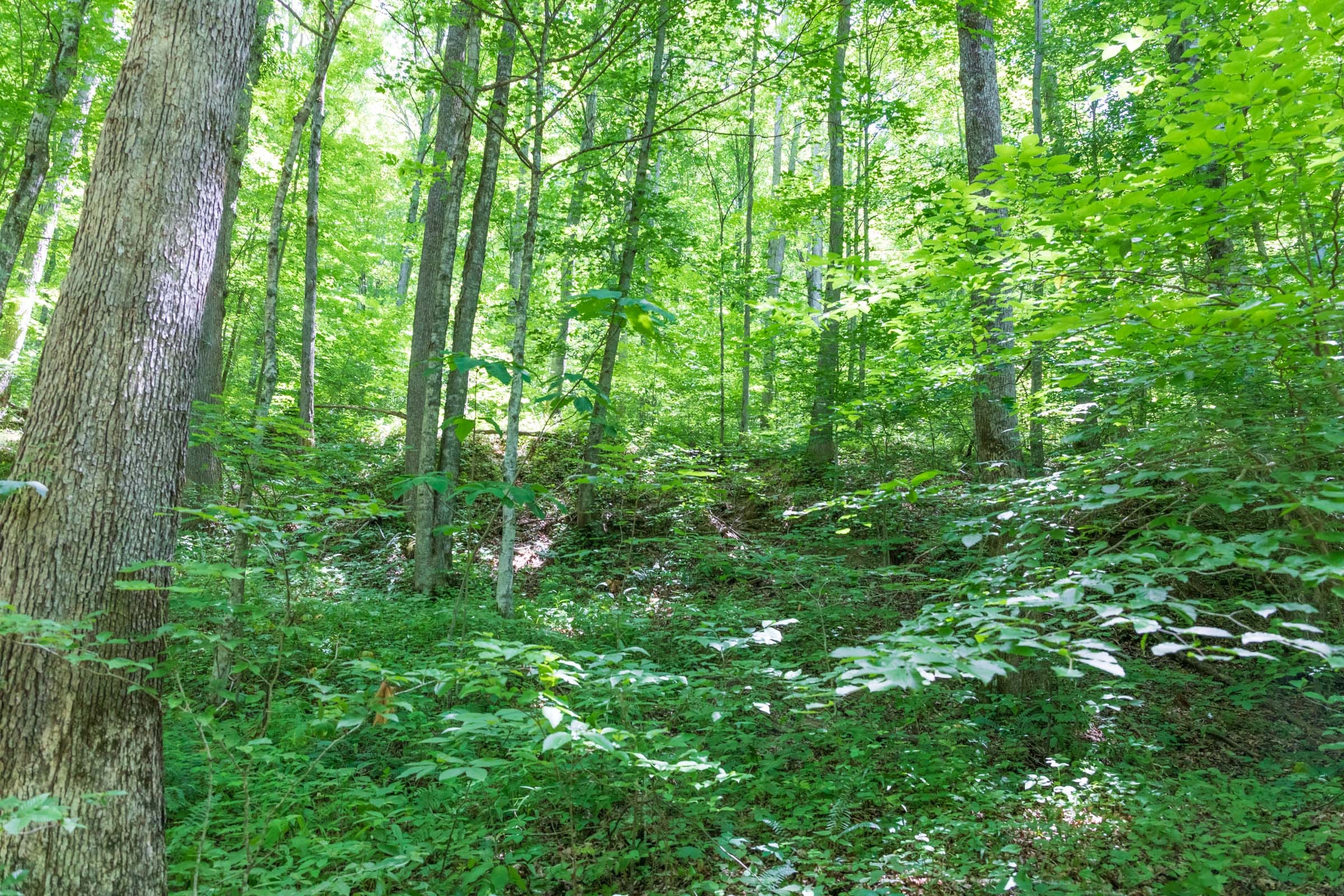 River’s Edge Tract 20 photo 10