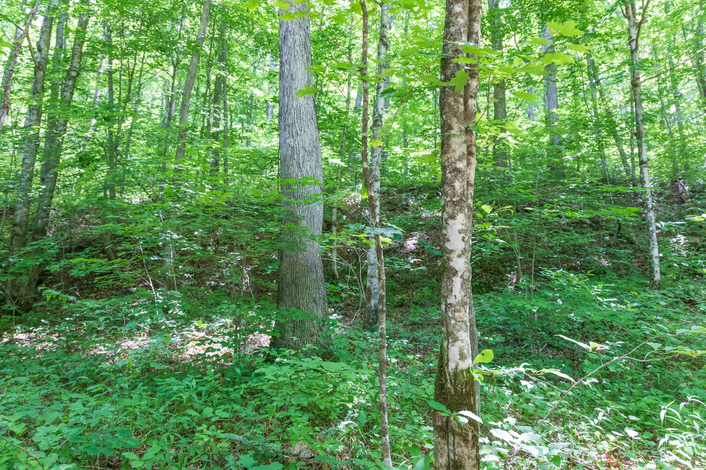 River’s Edge Tract 20 photo 11