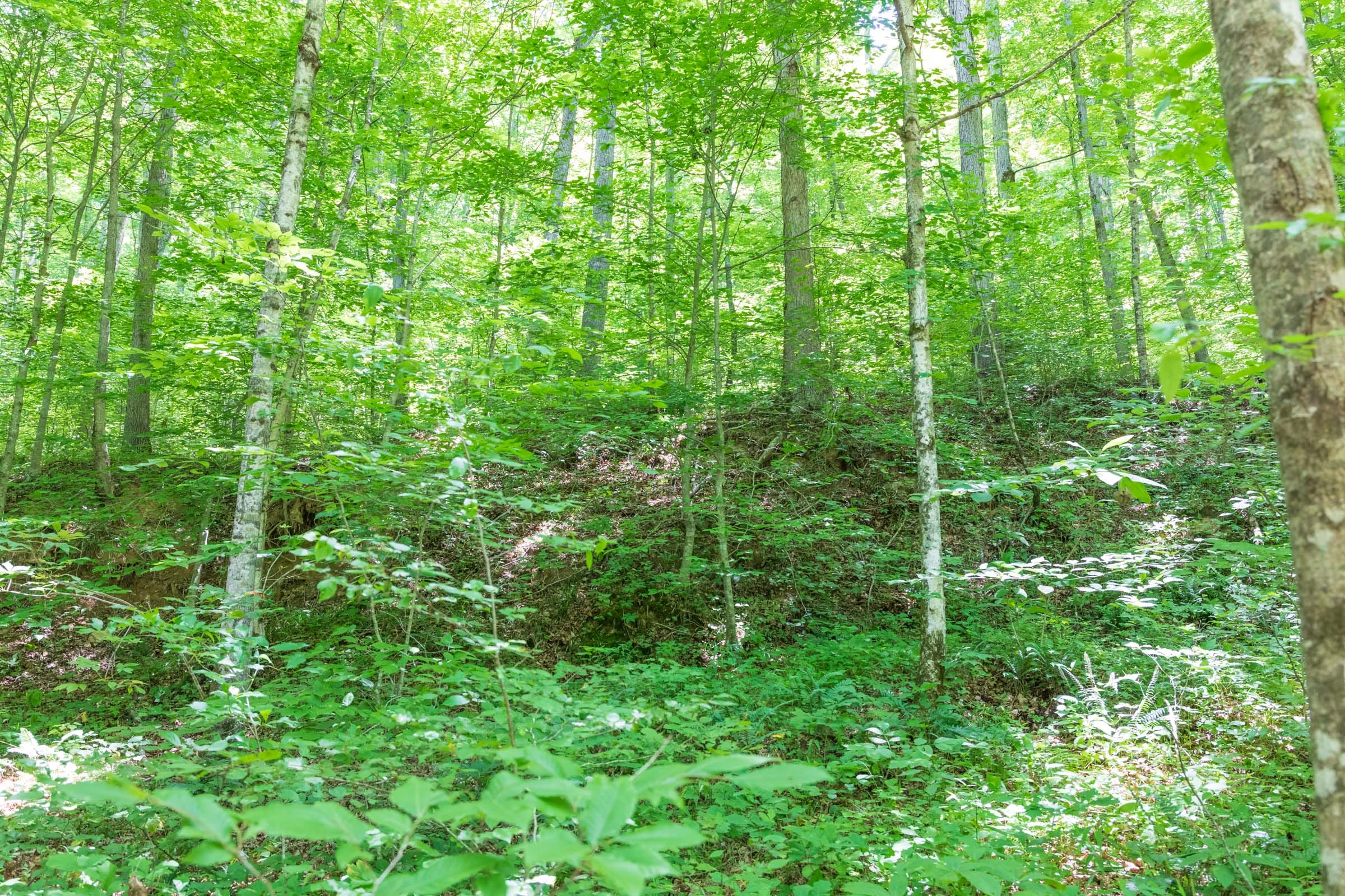 River’s Edge Tract 20 photo 12