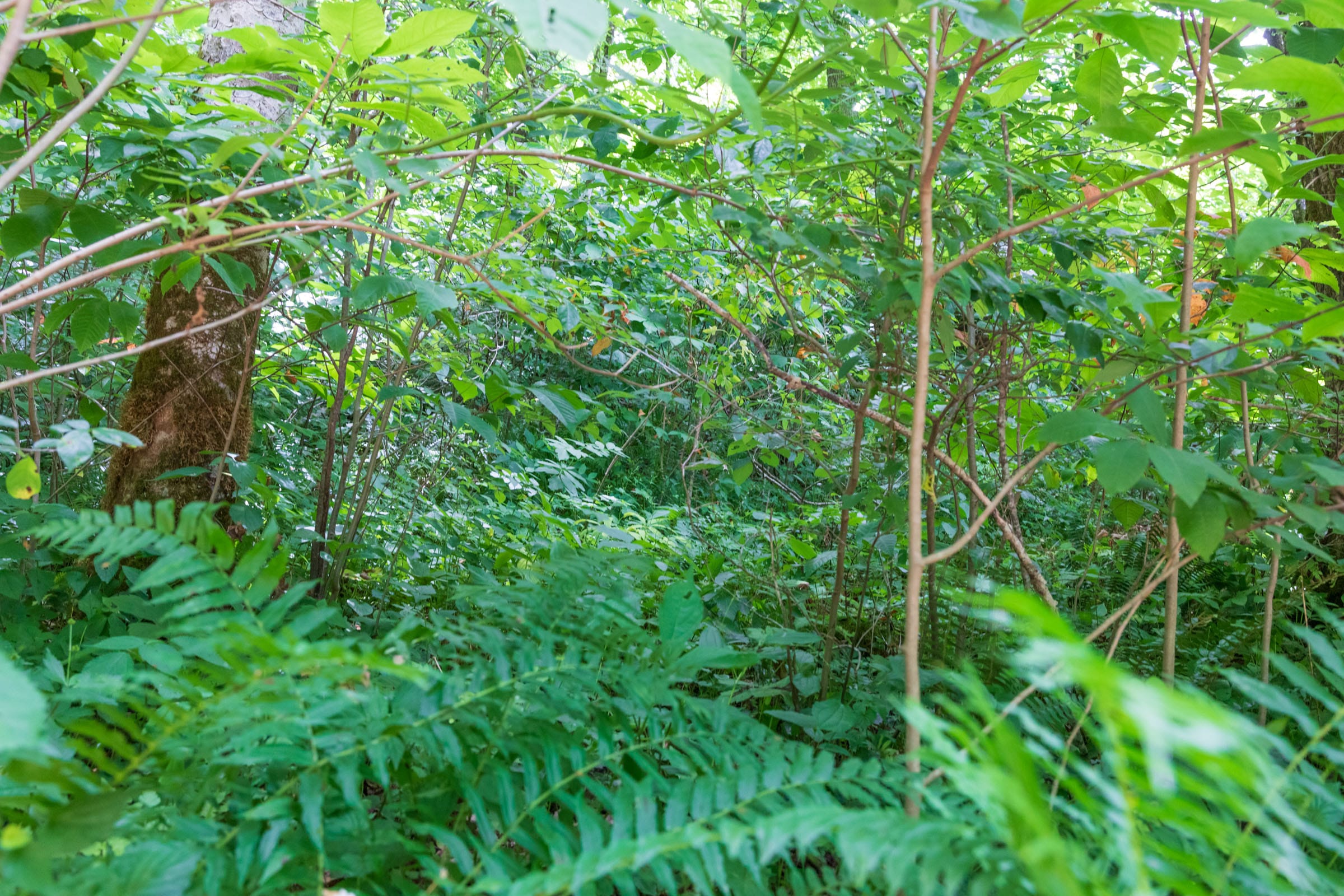 River’s Edge Tract 24 photo 2