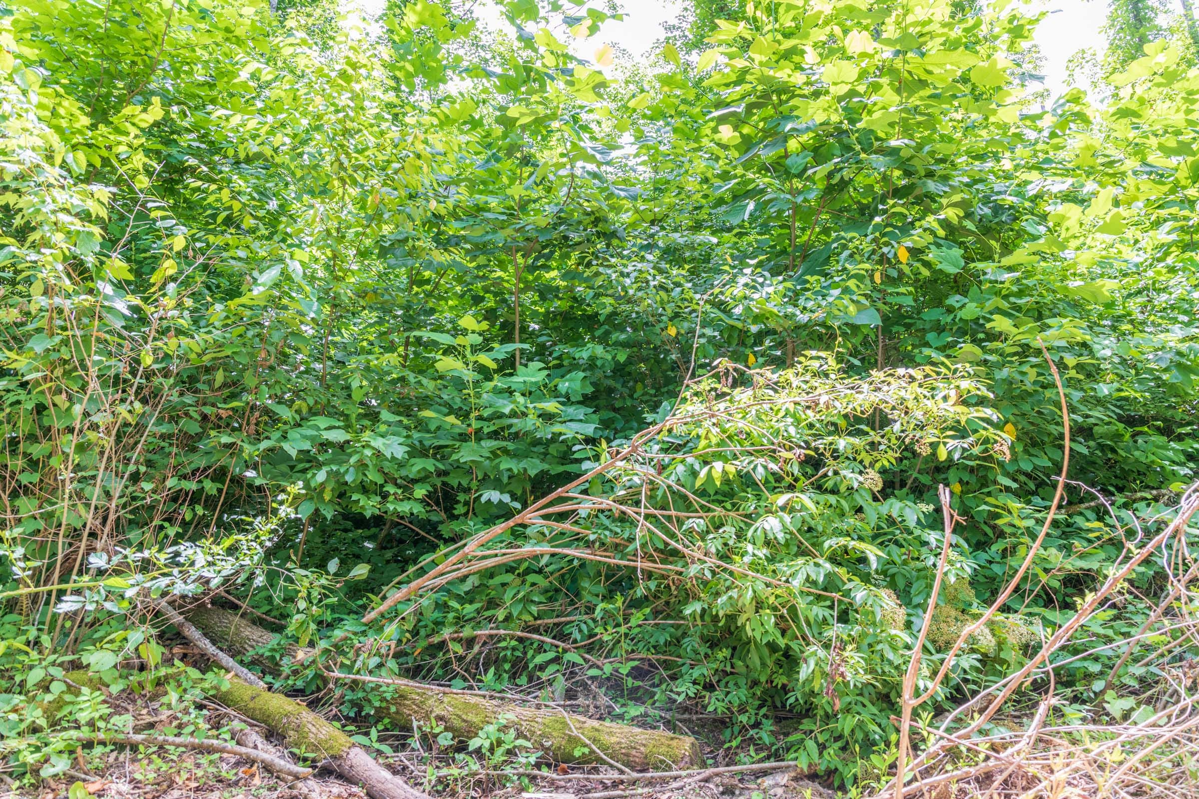 River’s Edge Tract 24 photo 3