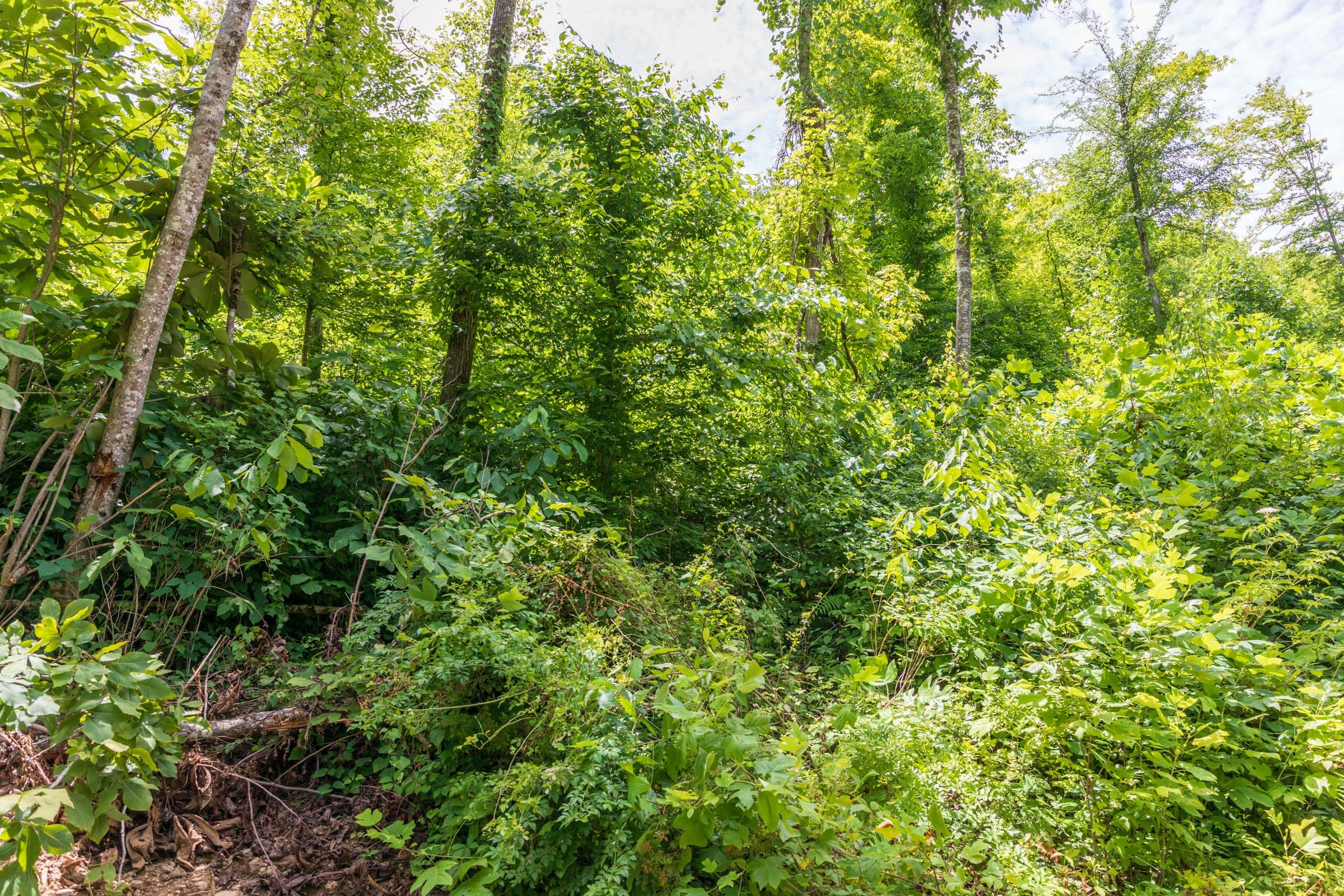 River’s Edge Tract 24 photo 4