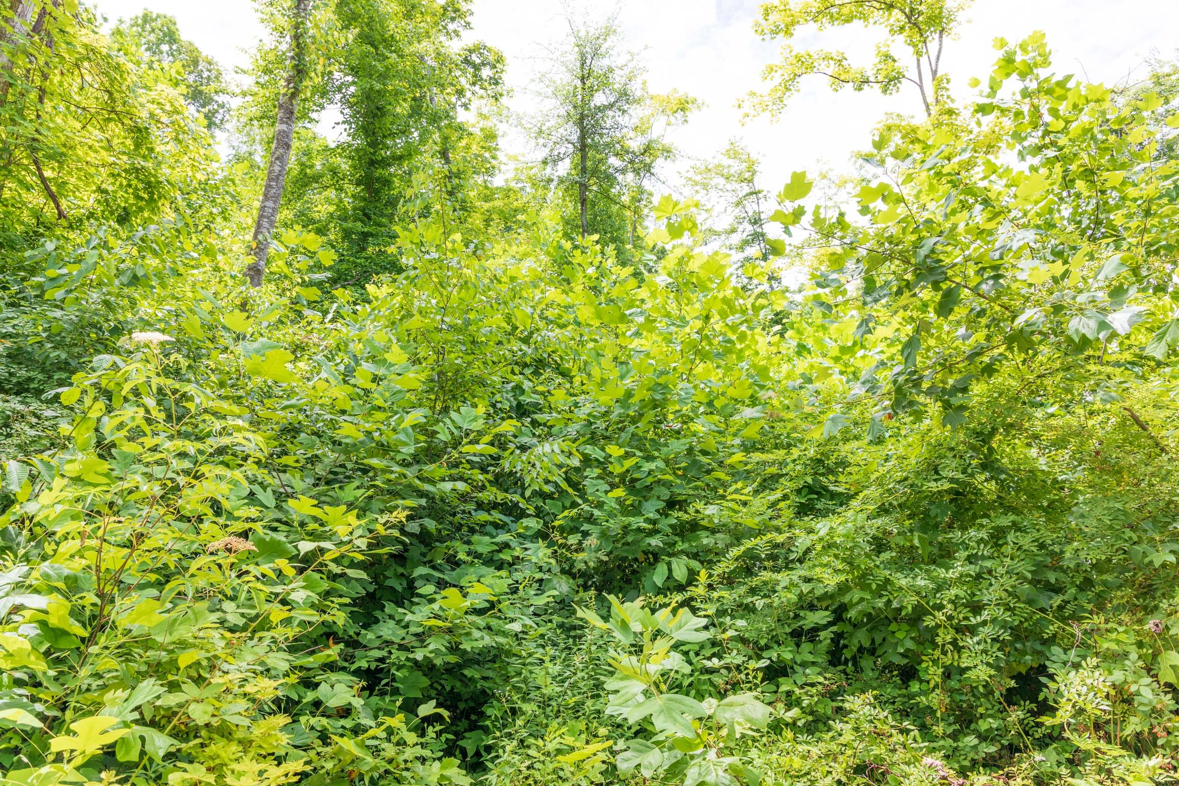 River’s Edge Tract 24 photo 5