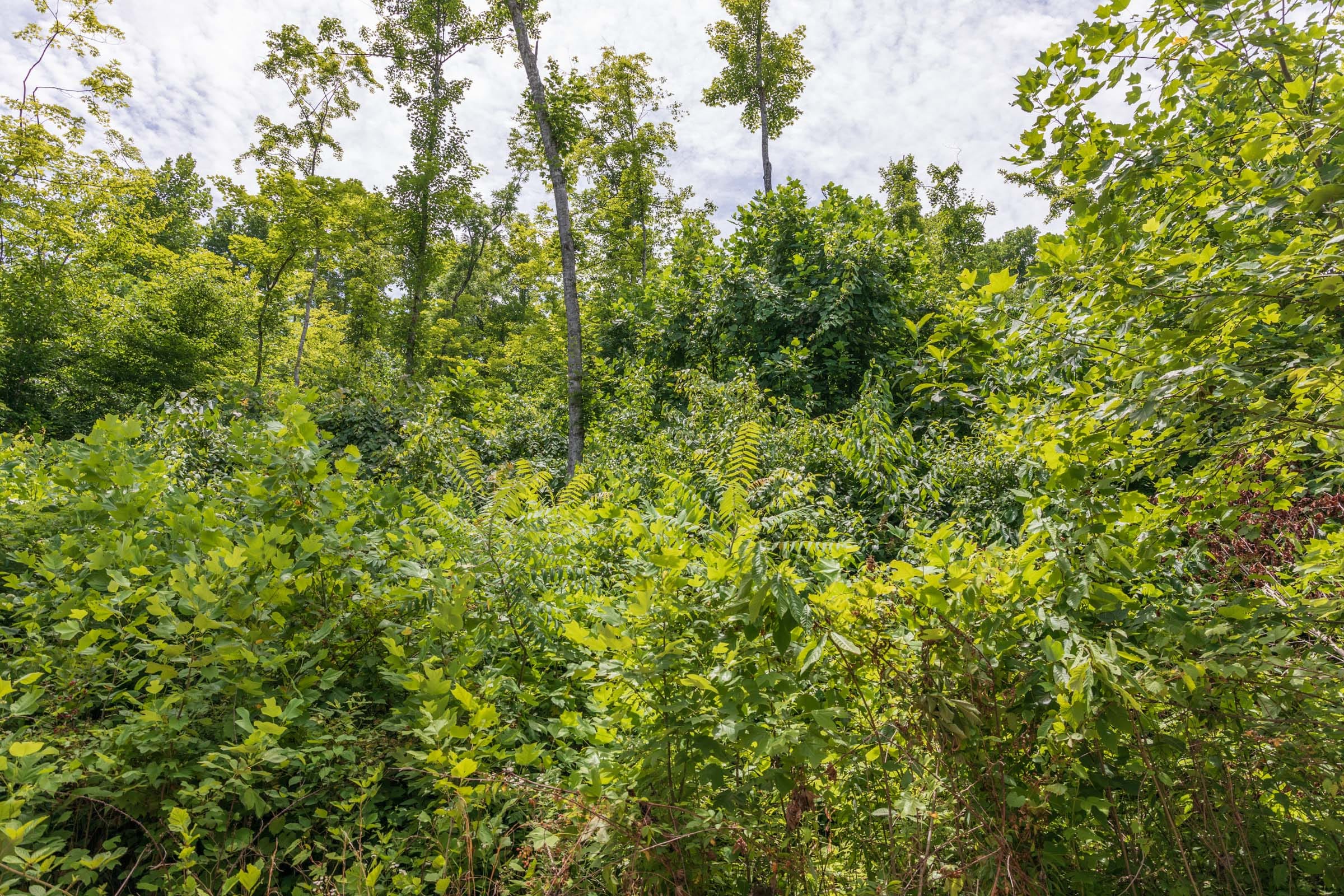 River’s Edge Tract 24 photo 7