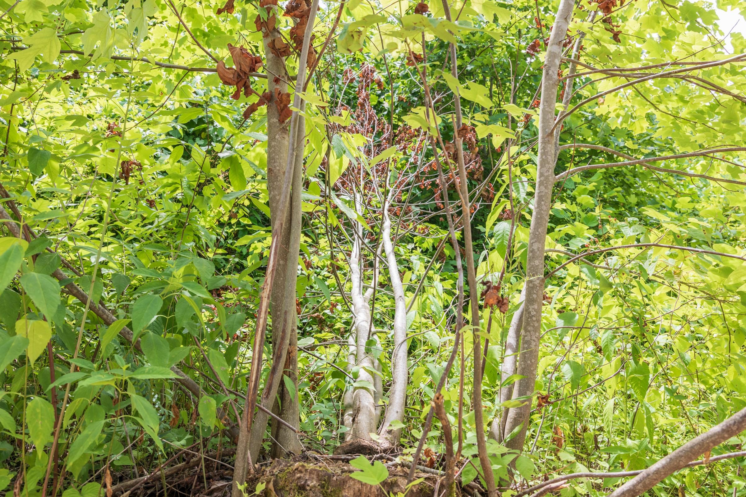 River’s Edge Tract 24 photo 8