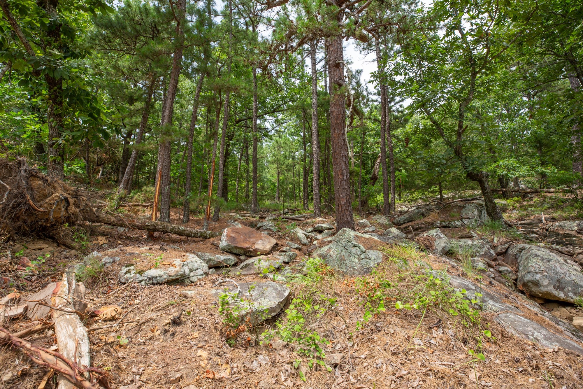 Eagle’s Nest Tract 52 photo 4