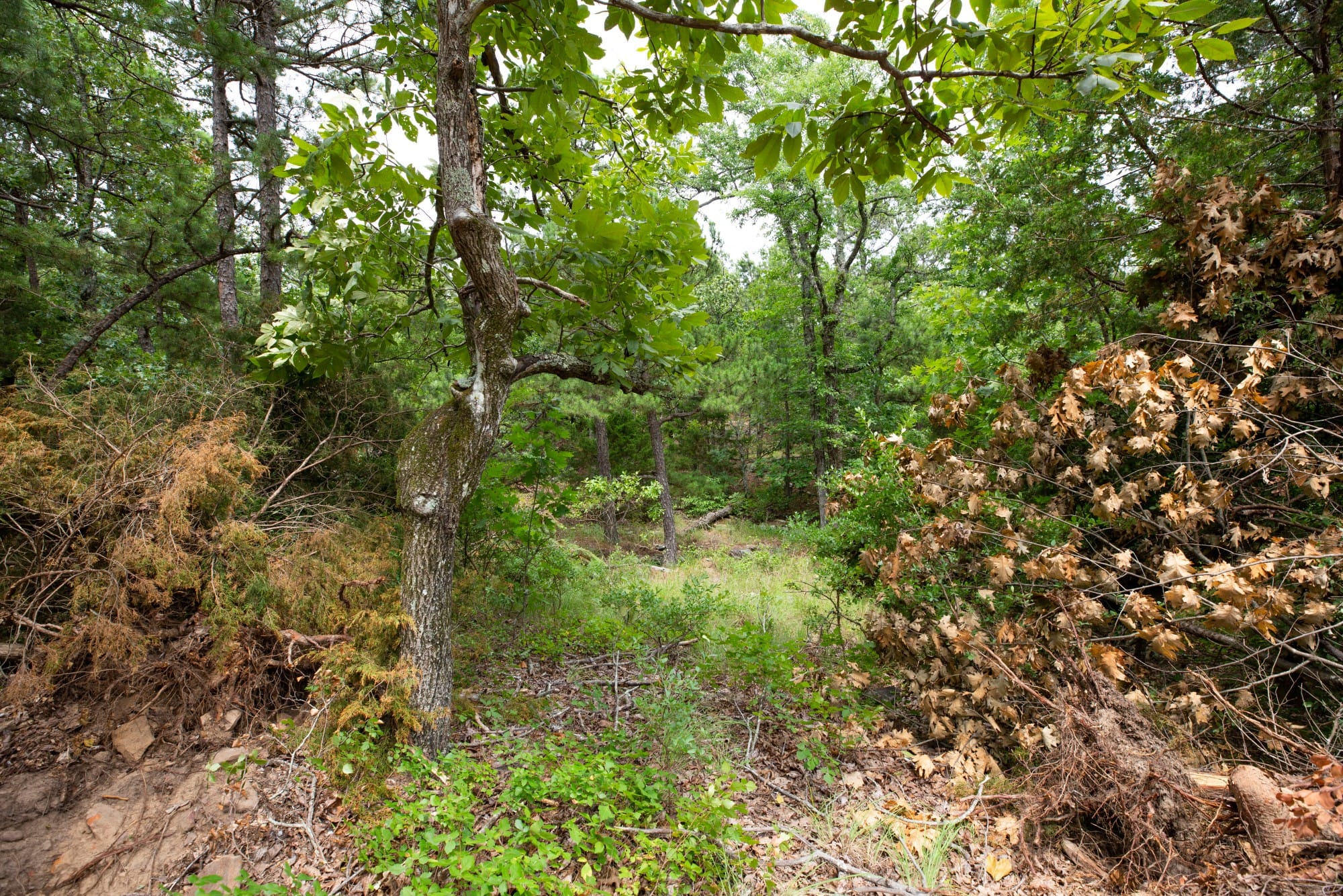Eagle’s Nest Tract 52 photo 5