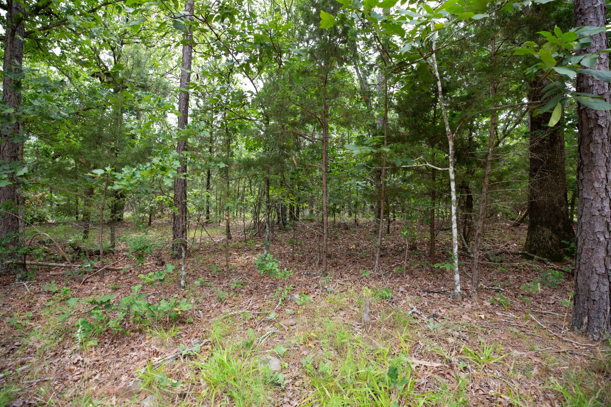 Eagle’s Nest Tract 52 photo 10