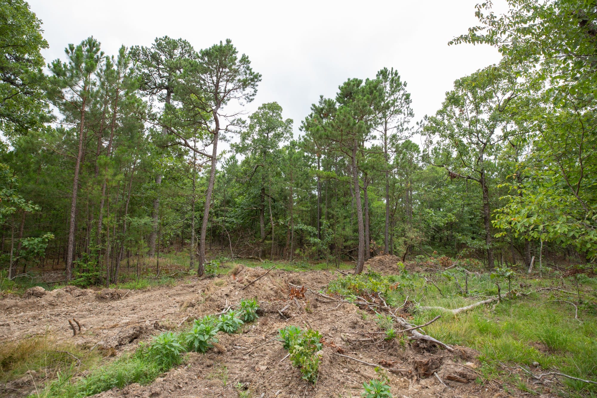 Eagle’s Nest Tract 52 photo 13