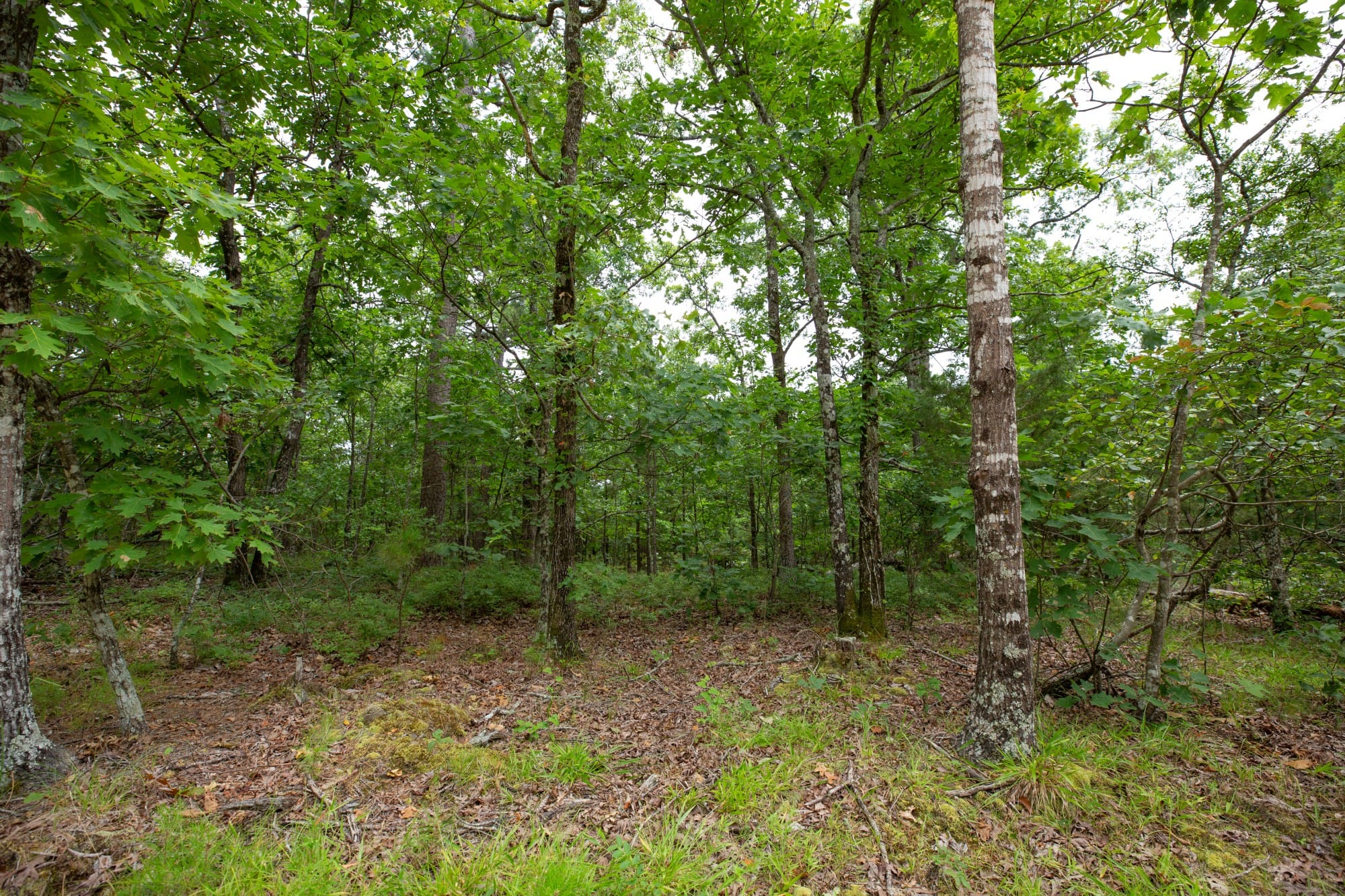 Eagle’s Nest Tract 52 photo 14