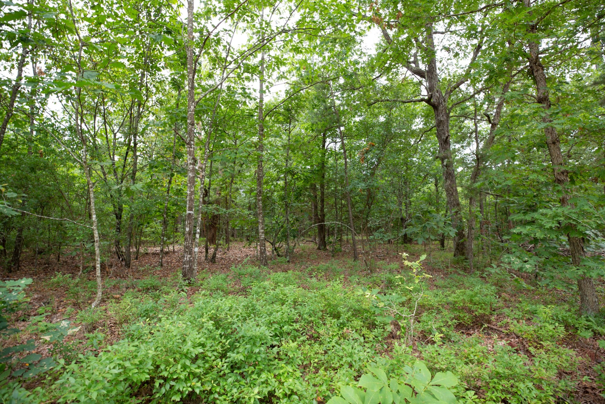 Eagle’s Nest Tract 52 photo 15