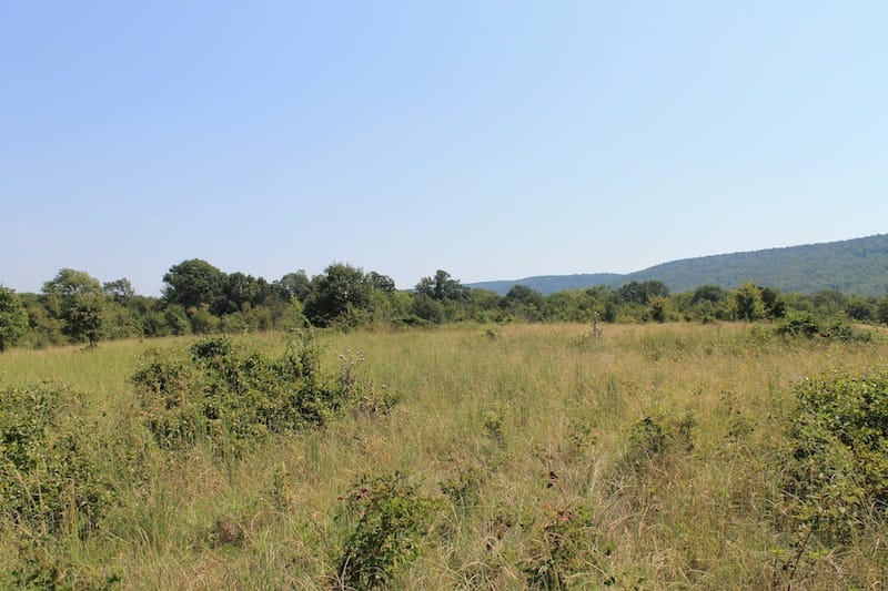 Daisy Meadows Tract 33 photo 3