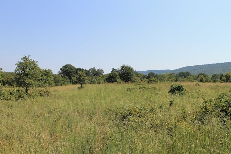 Daisy Meadows Tract 33 photo 4