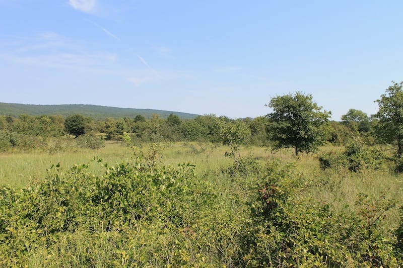 Daisy Meadows Tract 33 photo 5
