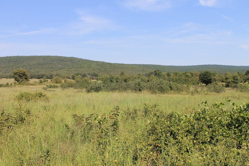 Daisy Meadows Tract 33 photo 6
