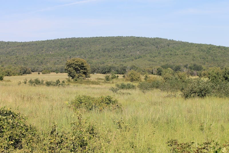 Daisy Meadows Tract 33 photo 7