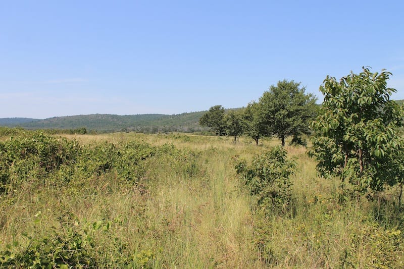Daisy Meadows Tract 33 photo 8