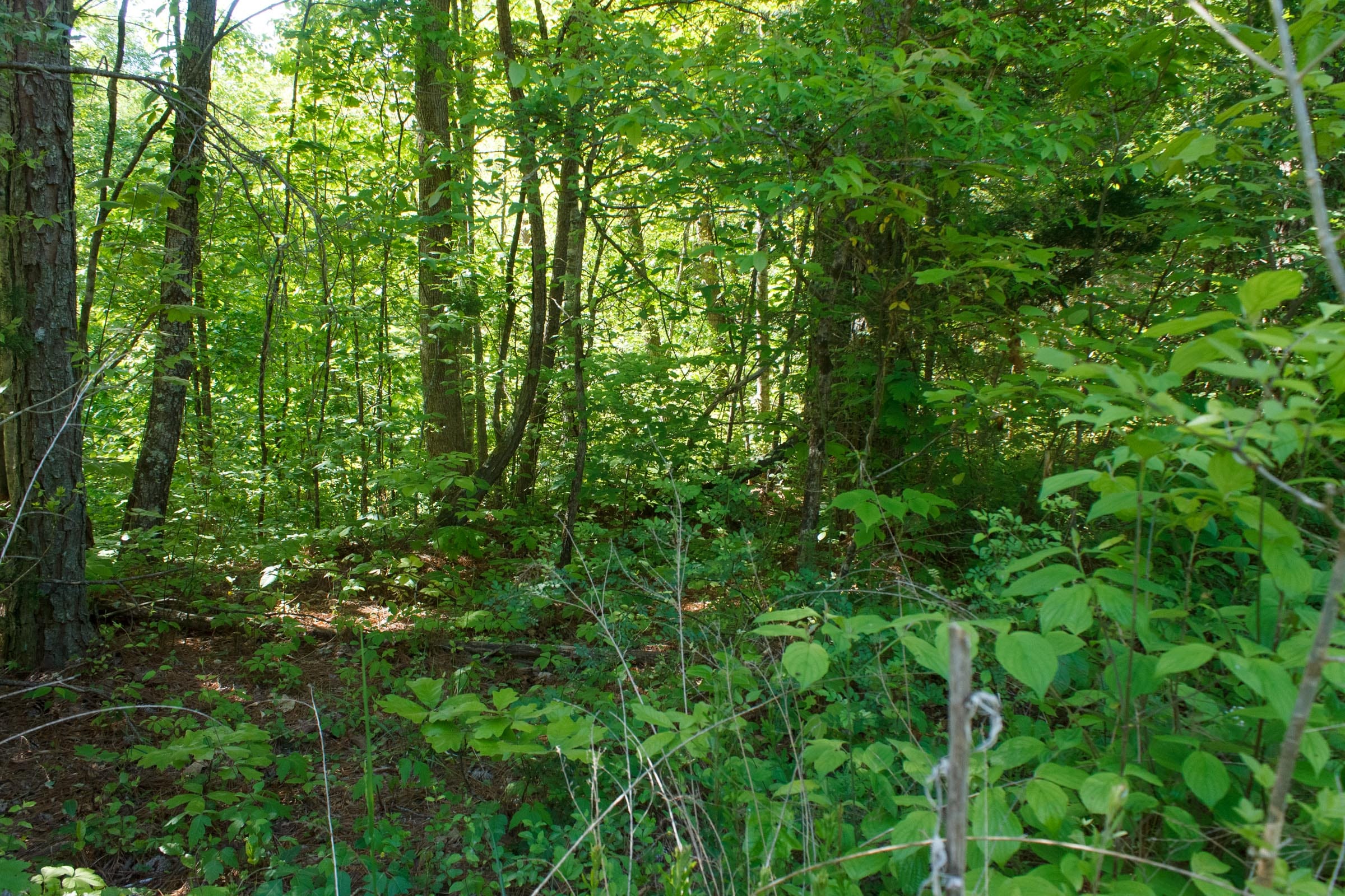 Riverbend Tract 30 photo 3