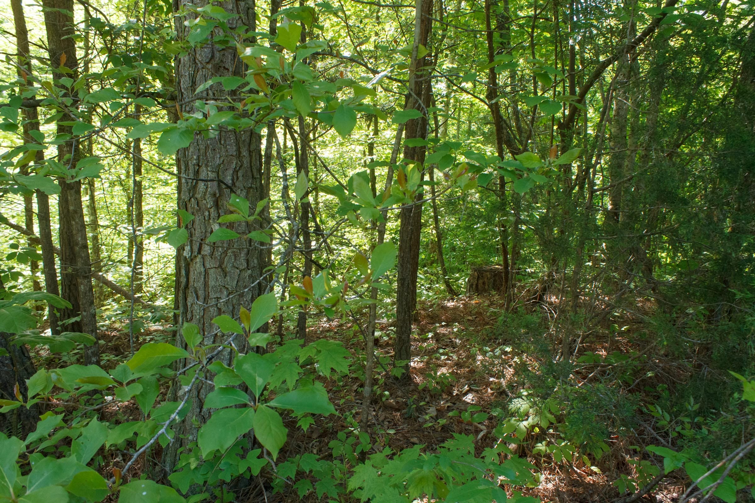 Riverbend Tract 30 photo 6