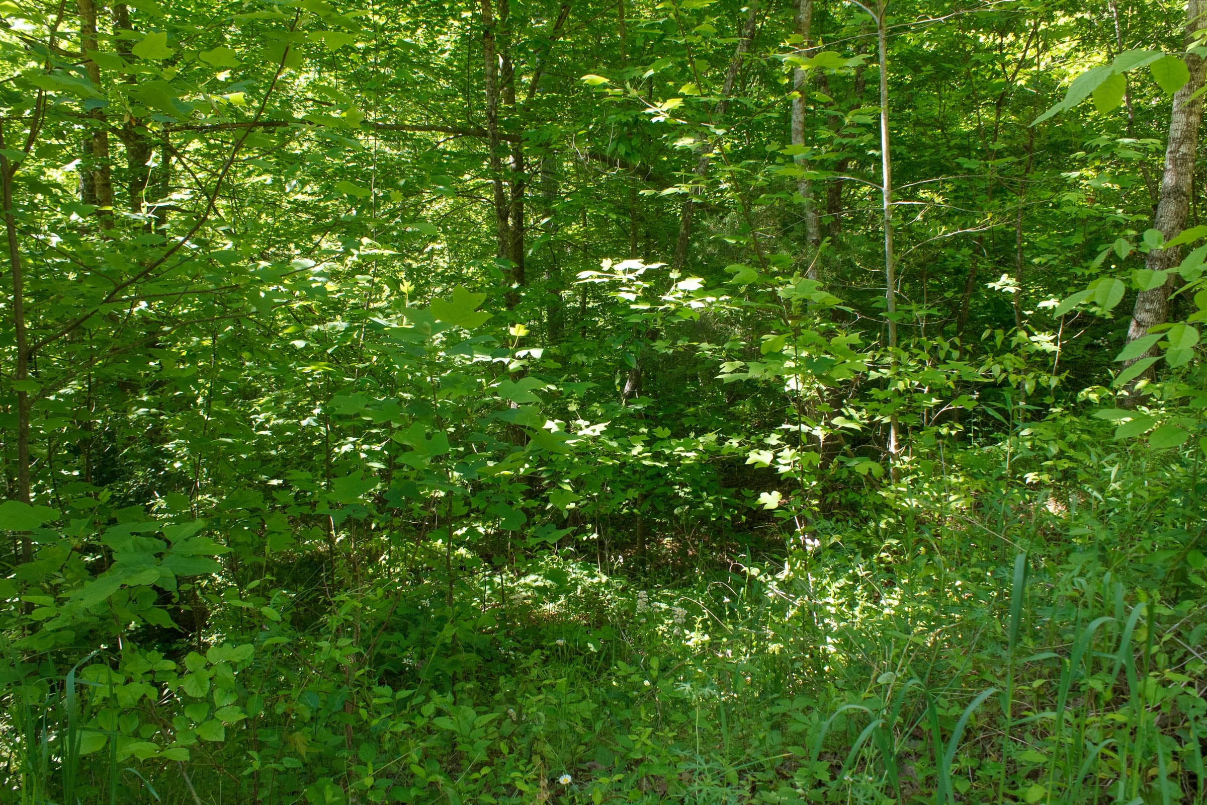 Riverbend Tract 30 photo 10