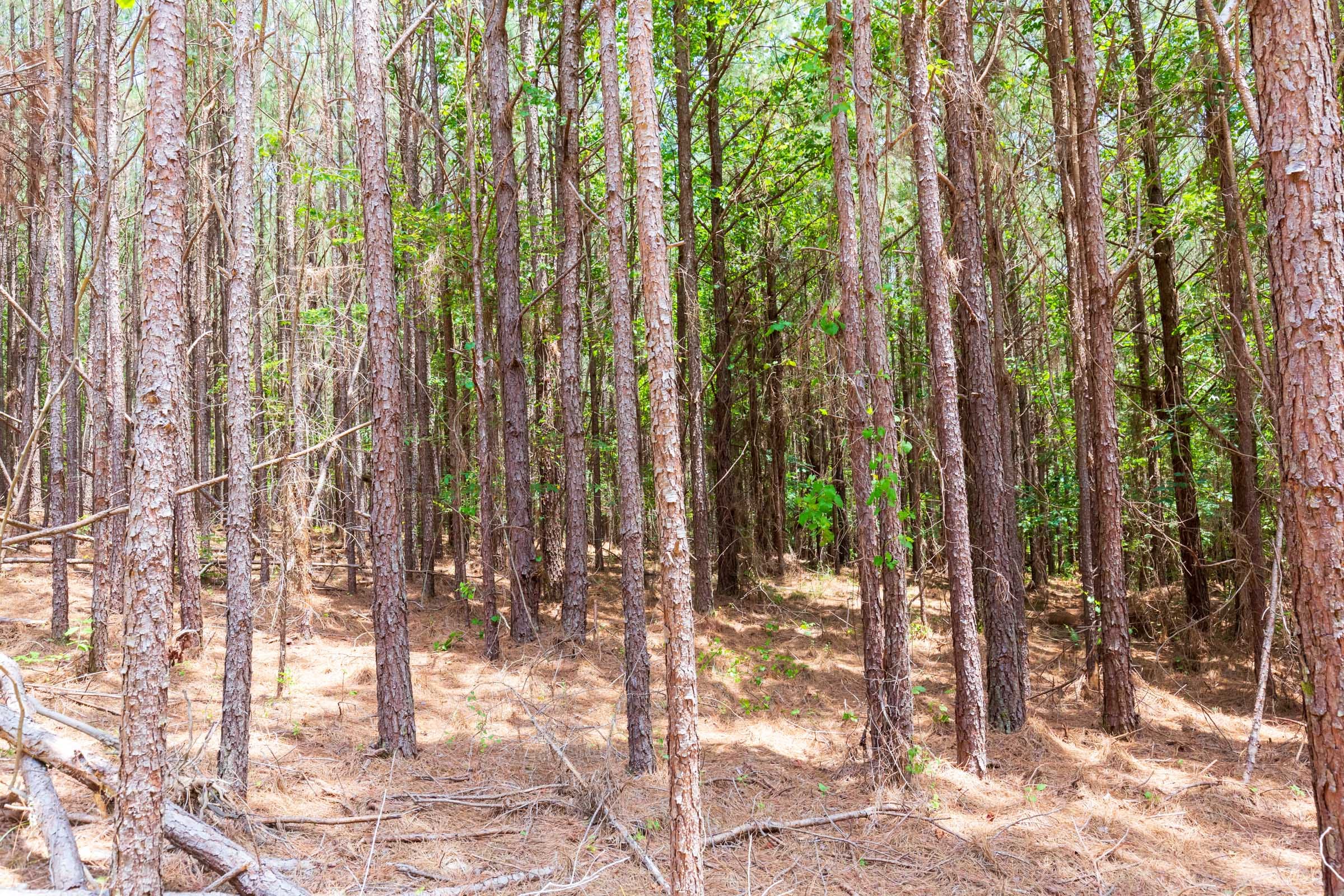 Whiskey Ridge Tract 104 photo 2