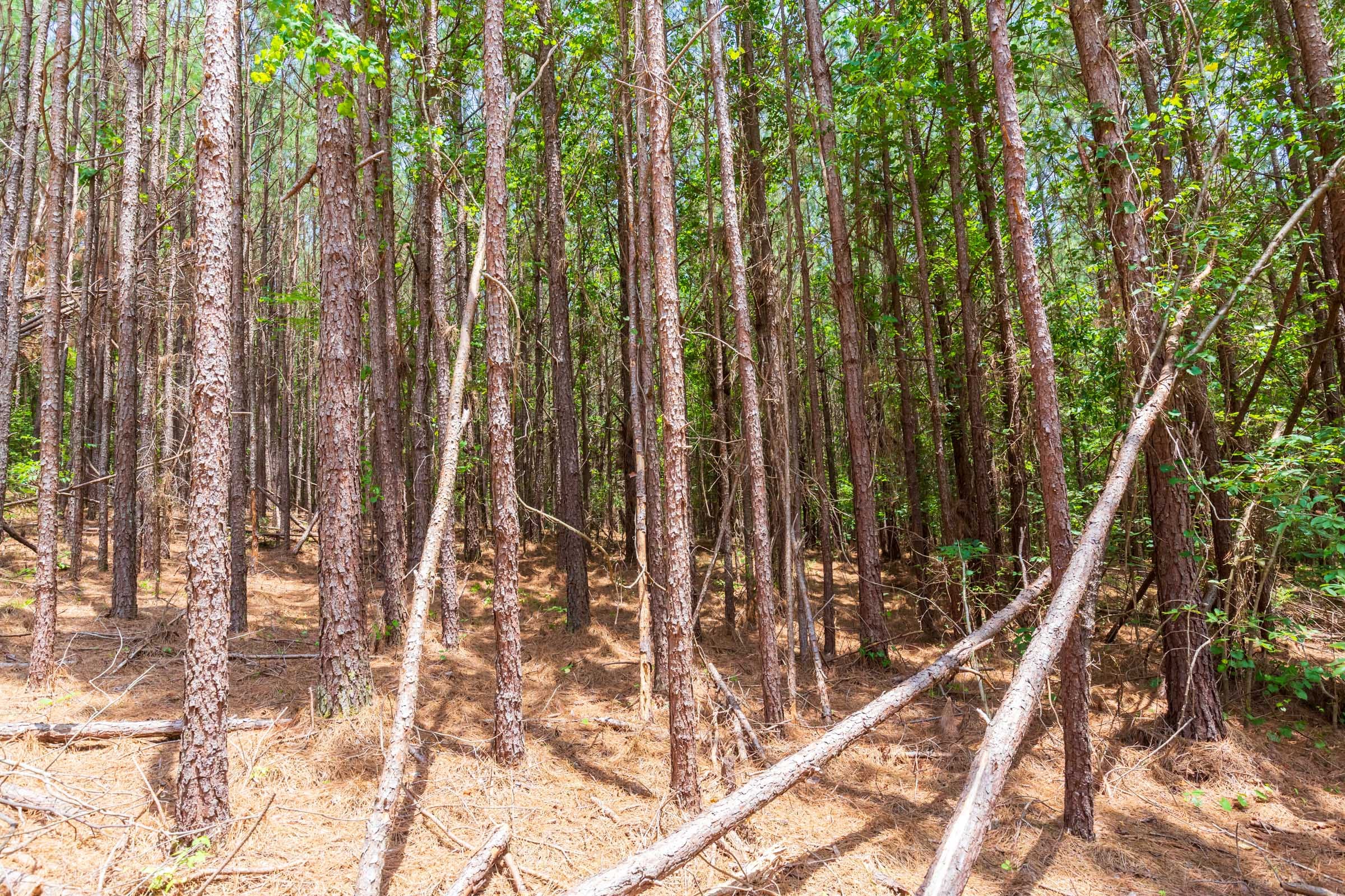 Whiskey Ridge Tract 104 photo 3