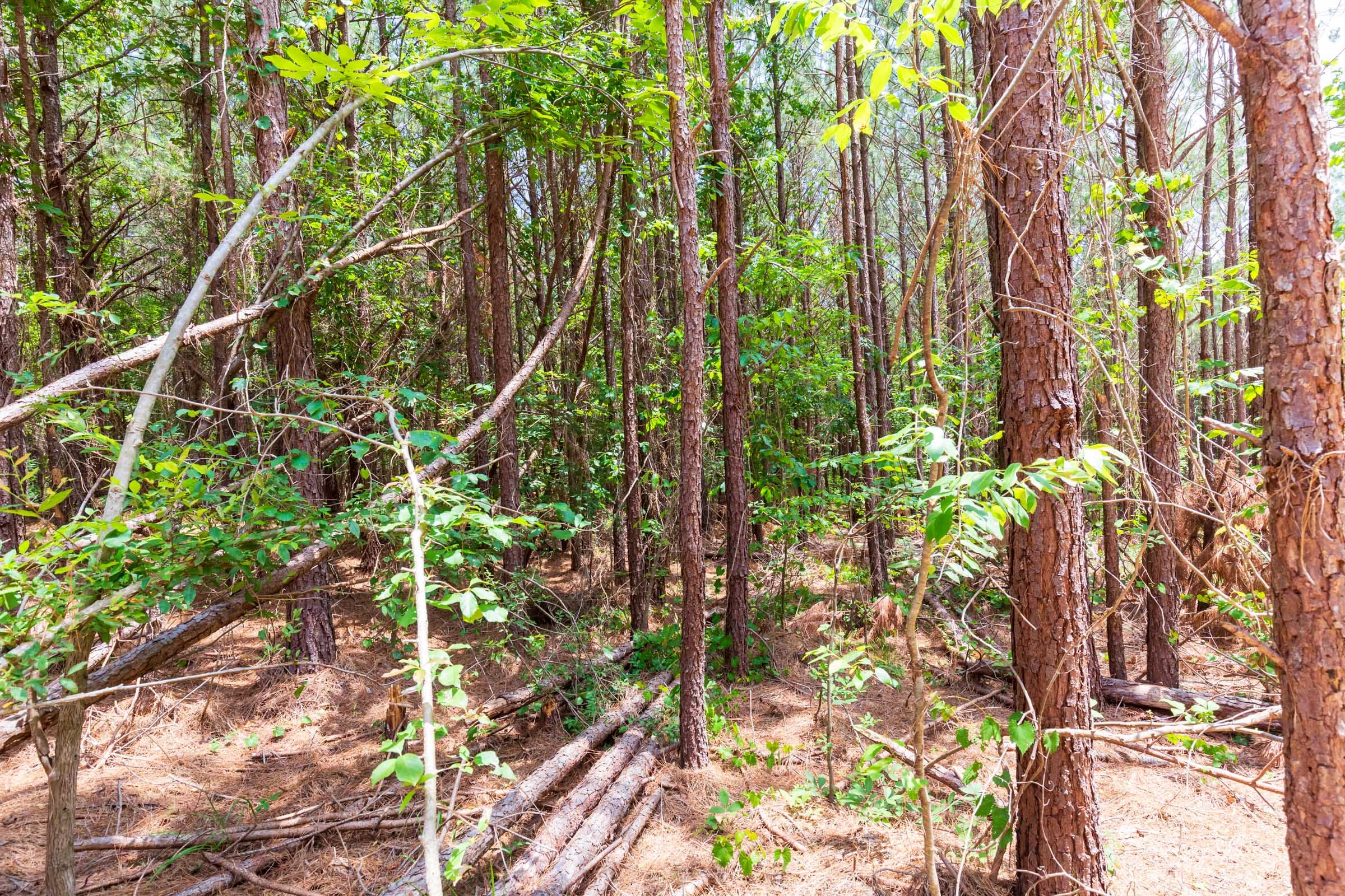 Whiskey Ridge Tract 104 photo 6