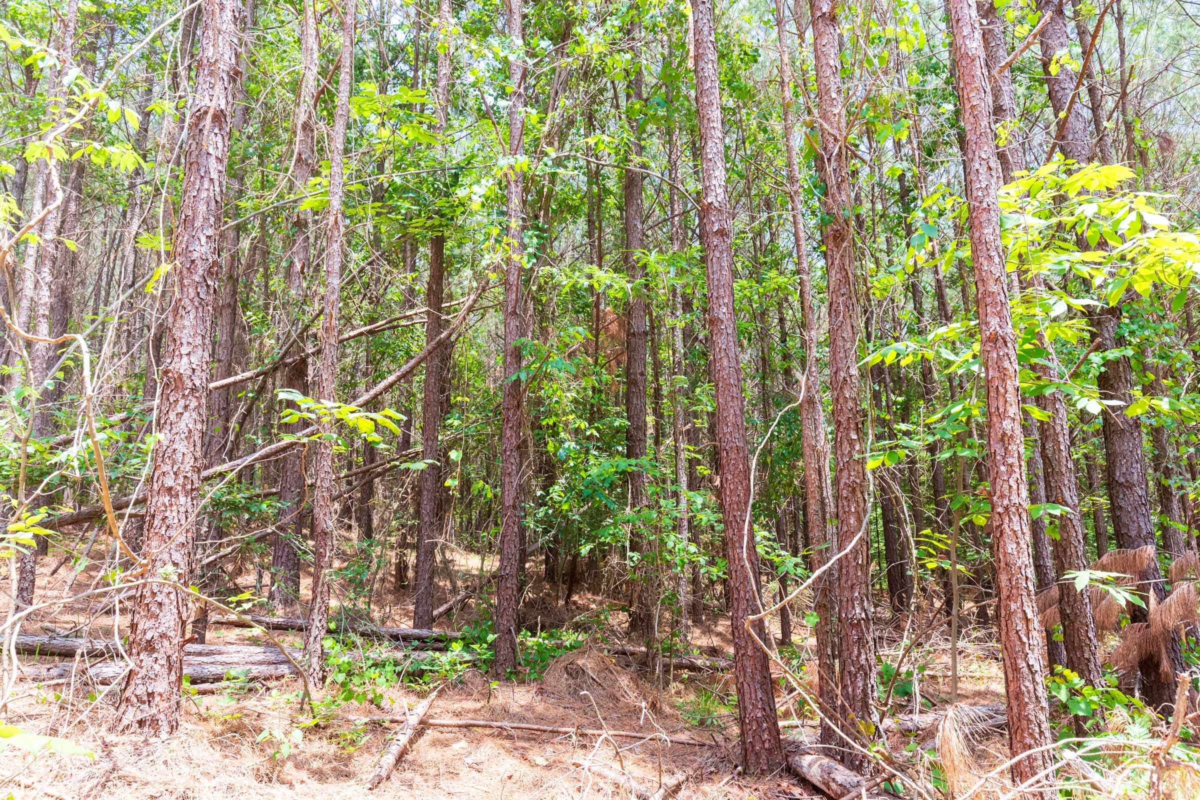 Whiskey Ridge Tract 104 photo 8