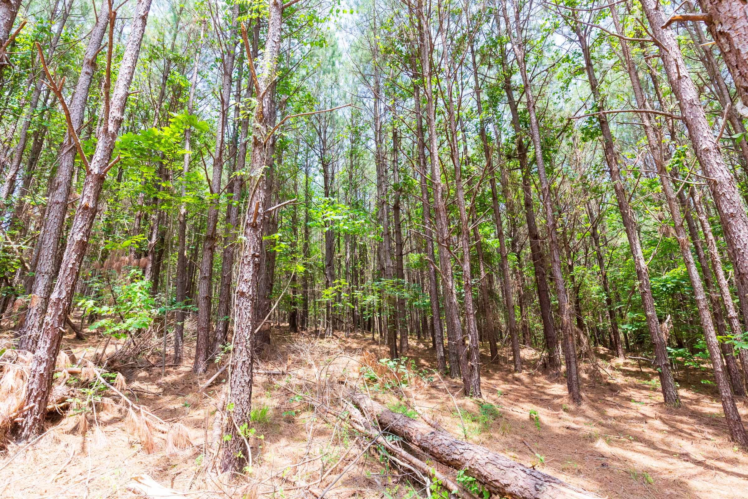 Whiskey Ridge Tract 104 photo 9