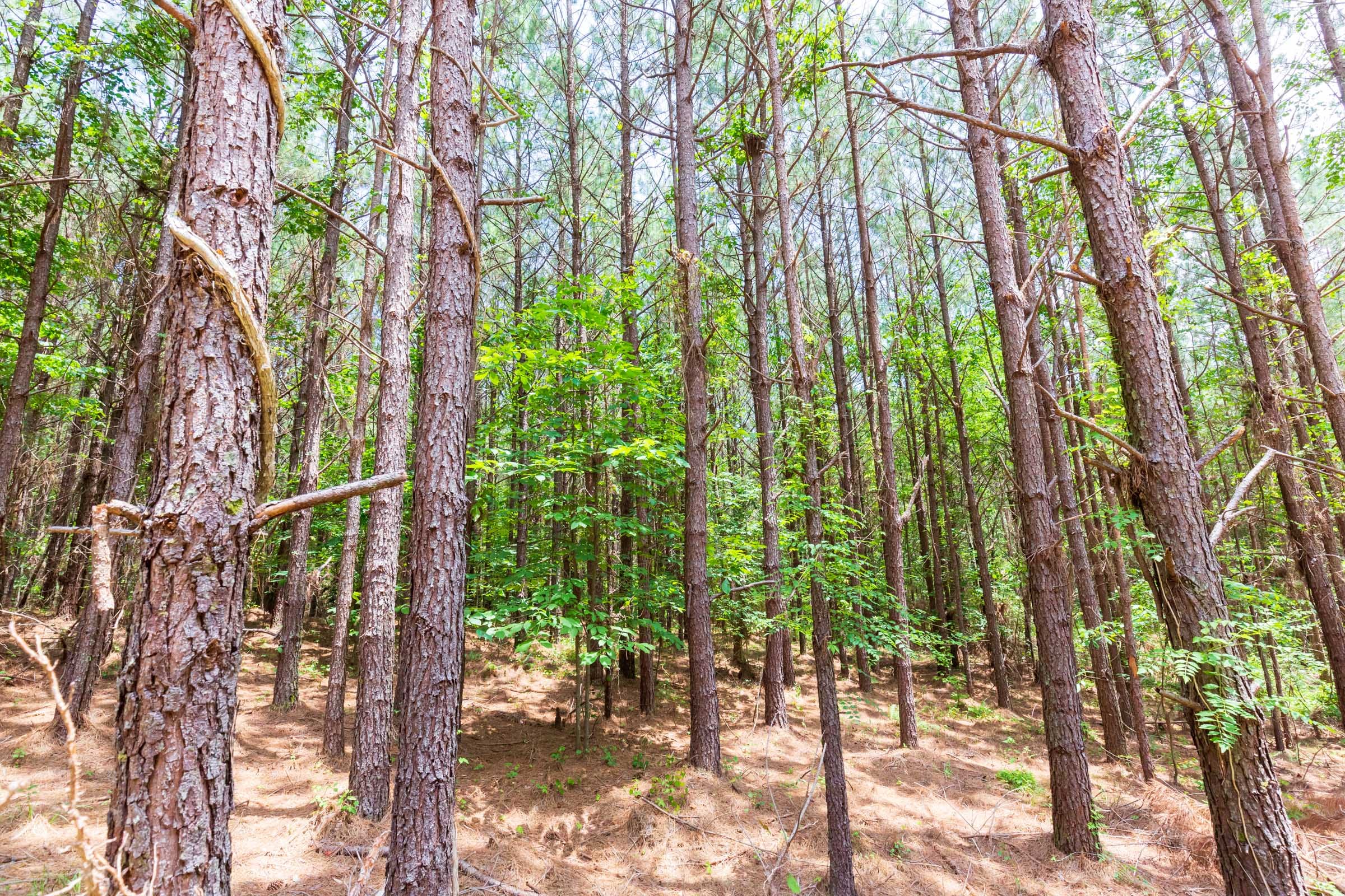 Whiskey Ridge Tract 104 photo 10