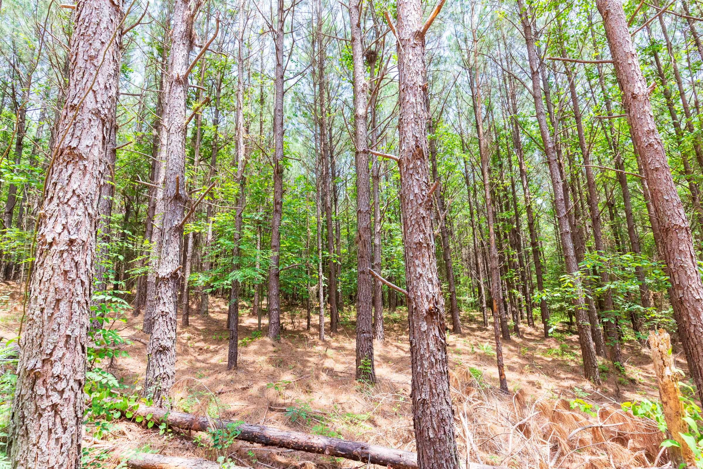 Whiskey Ridge Tract 104 photo 11