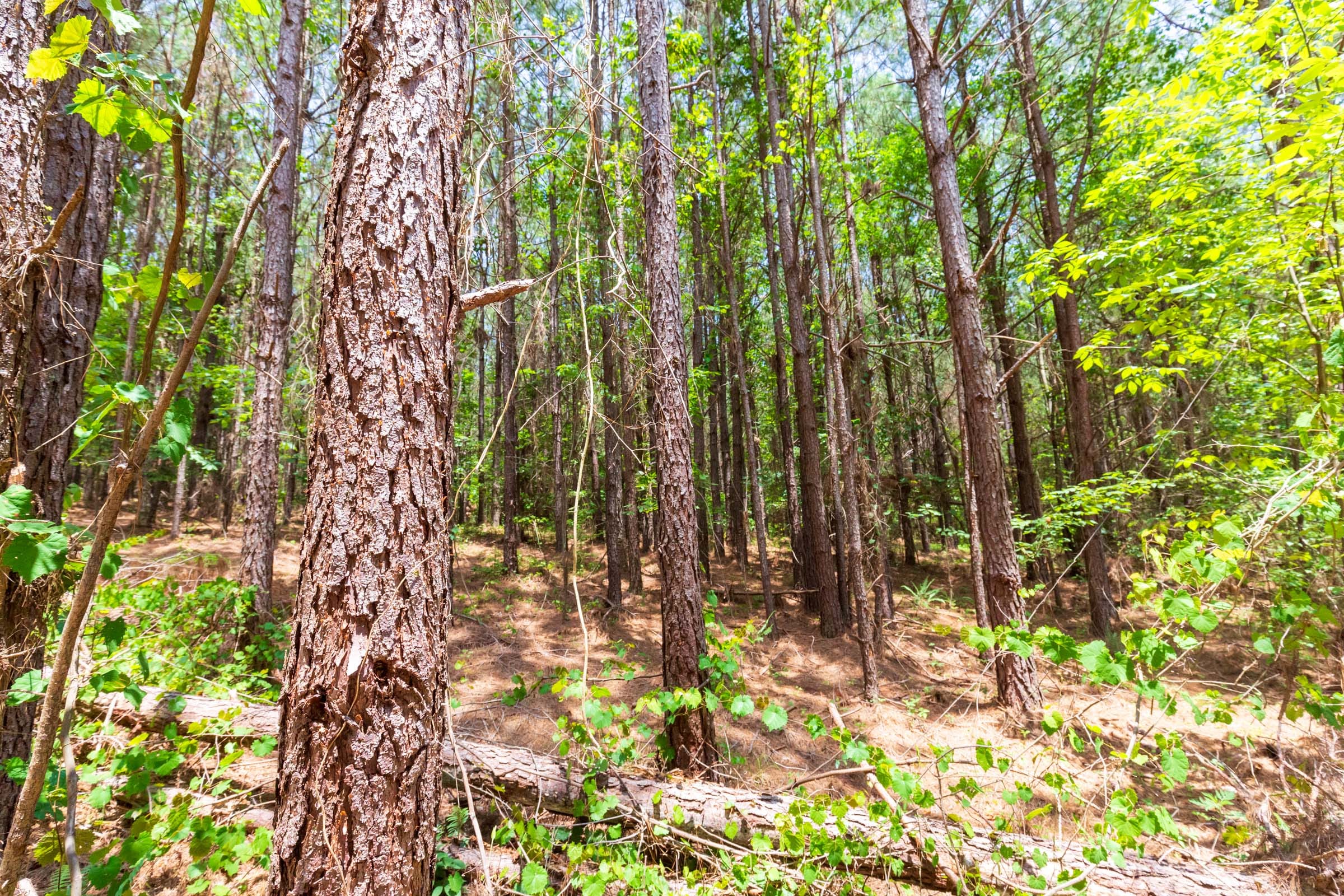 Whiskey Ridge Tract 104 photo 5