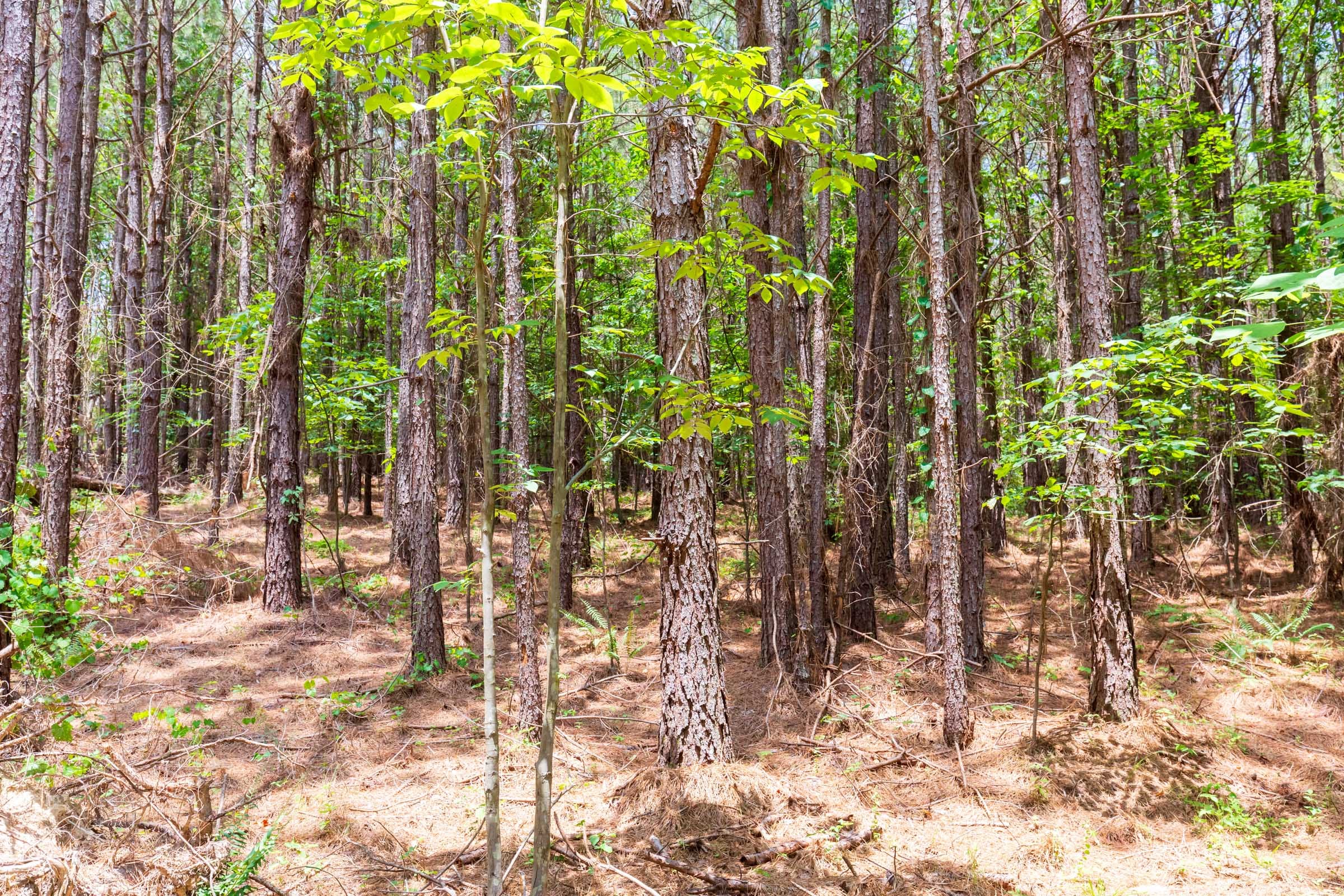 Whiskey Ridge Tract 104 photo 13