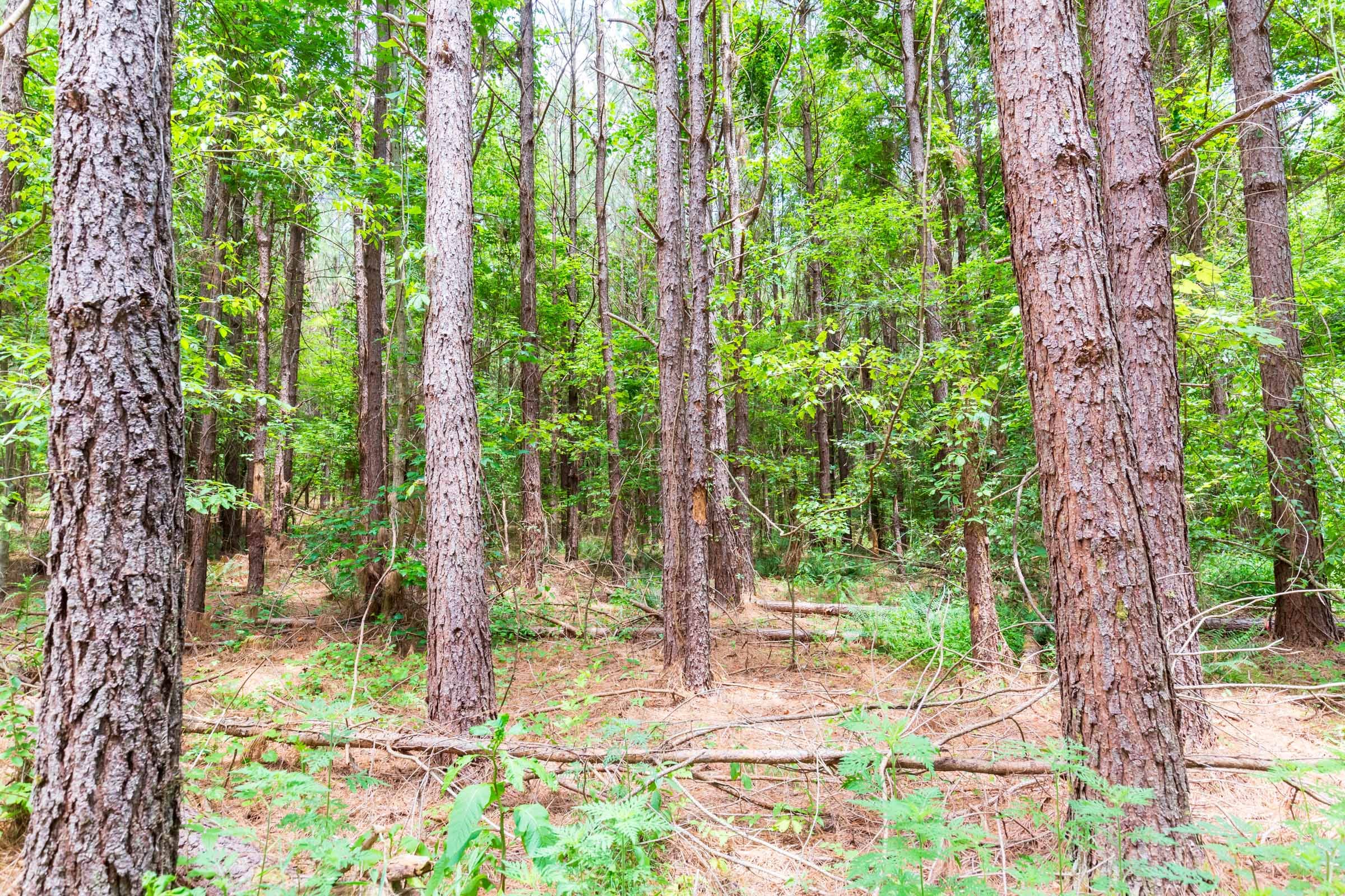 Whiskey Ridge Tract 104 photo 15