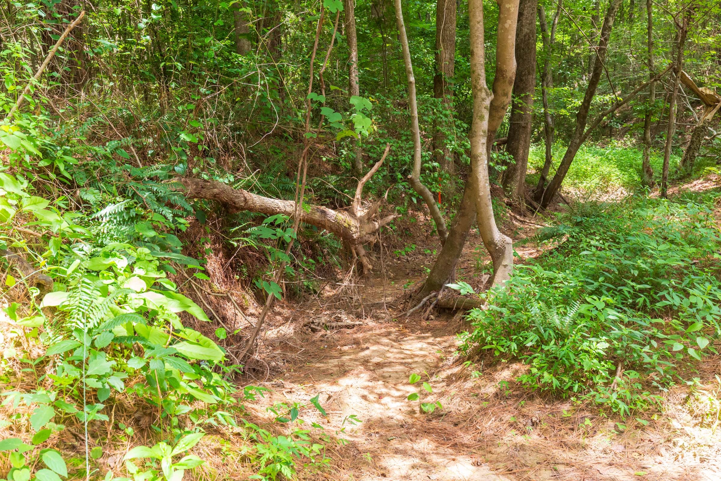 Whiskey Ridge Tract 104 photo 16