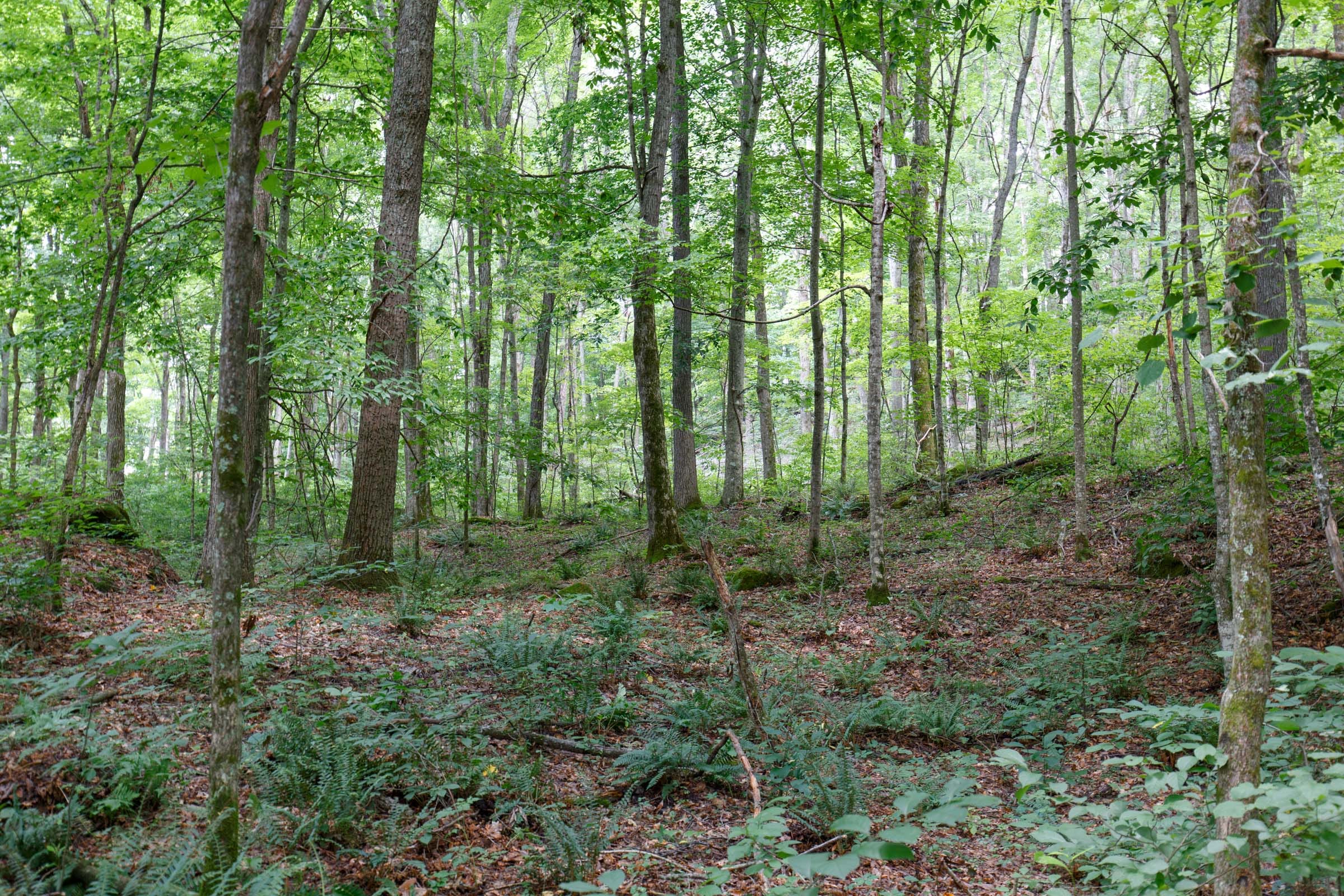 Rolling Hills Tract 14 photo 6
