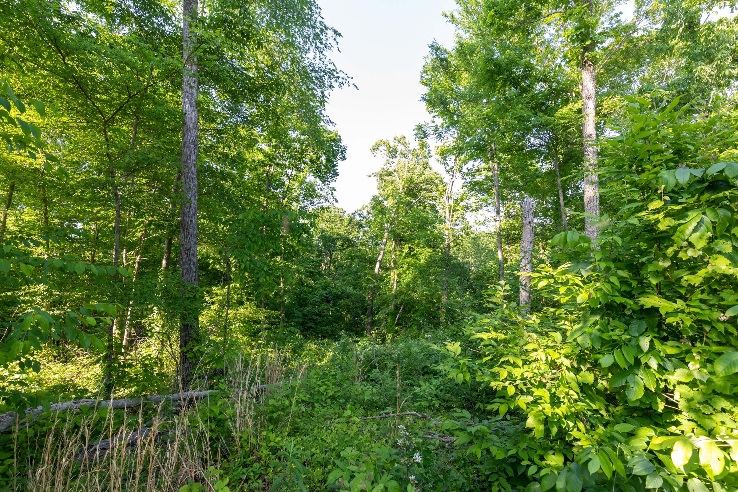 Cedar Creek Tract 57 photo 2