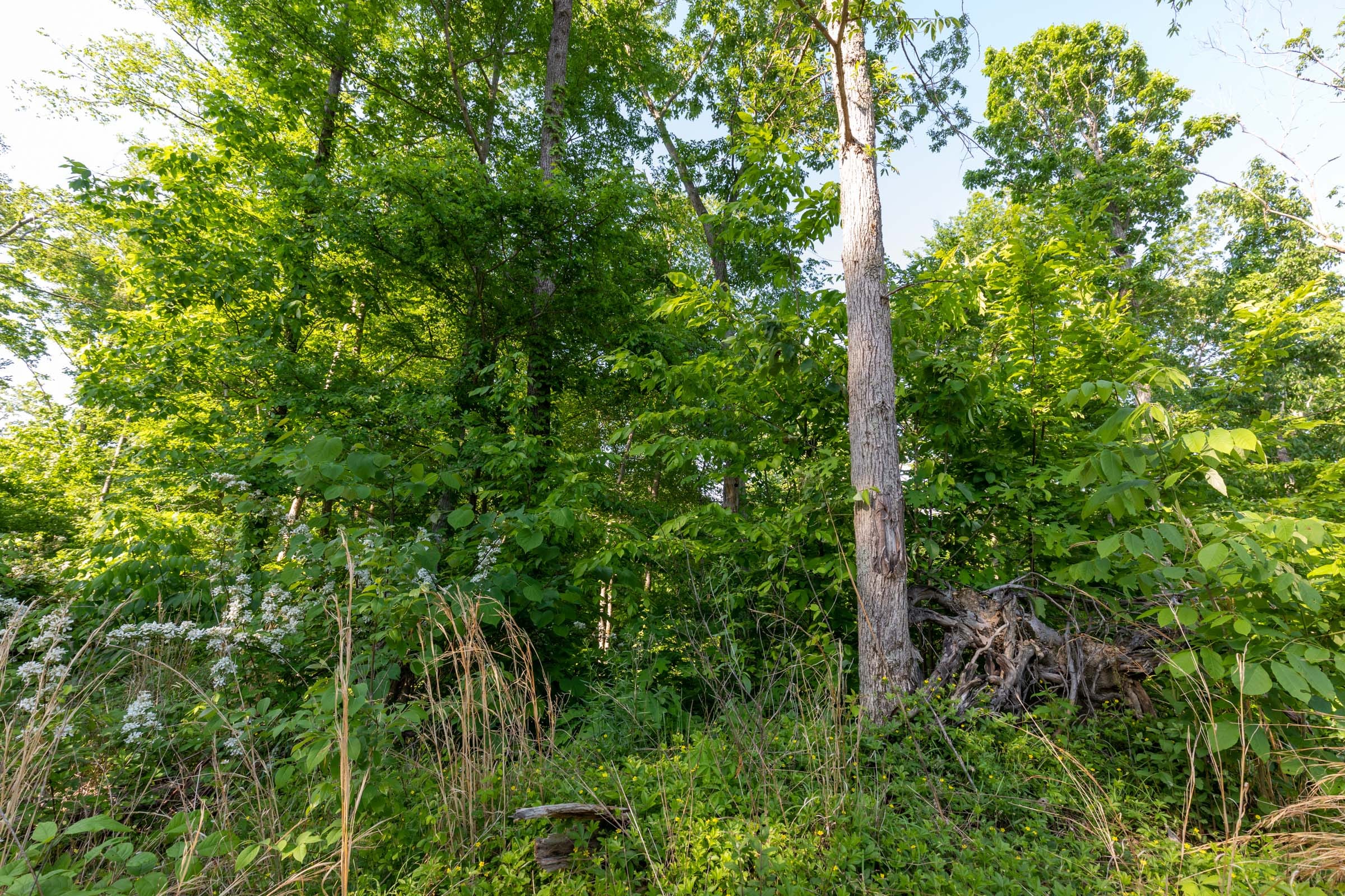Cedar Creek Tract 57 photo 3