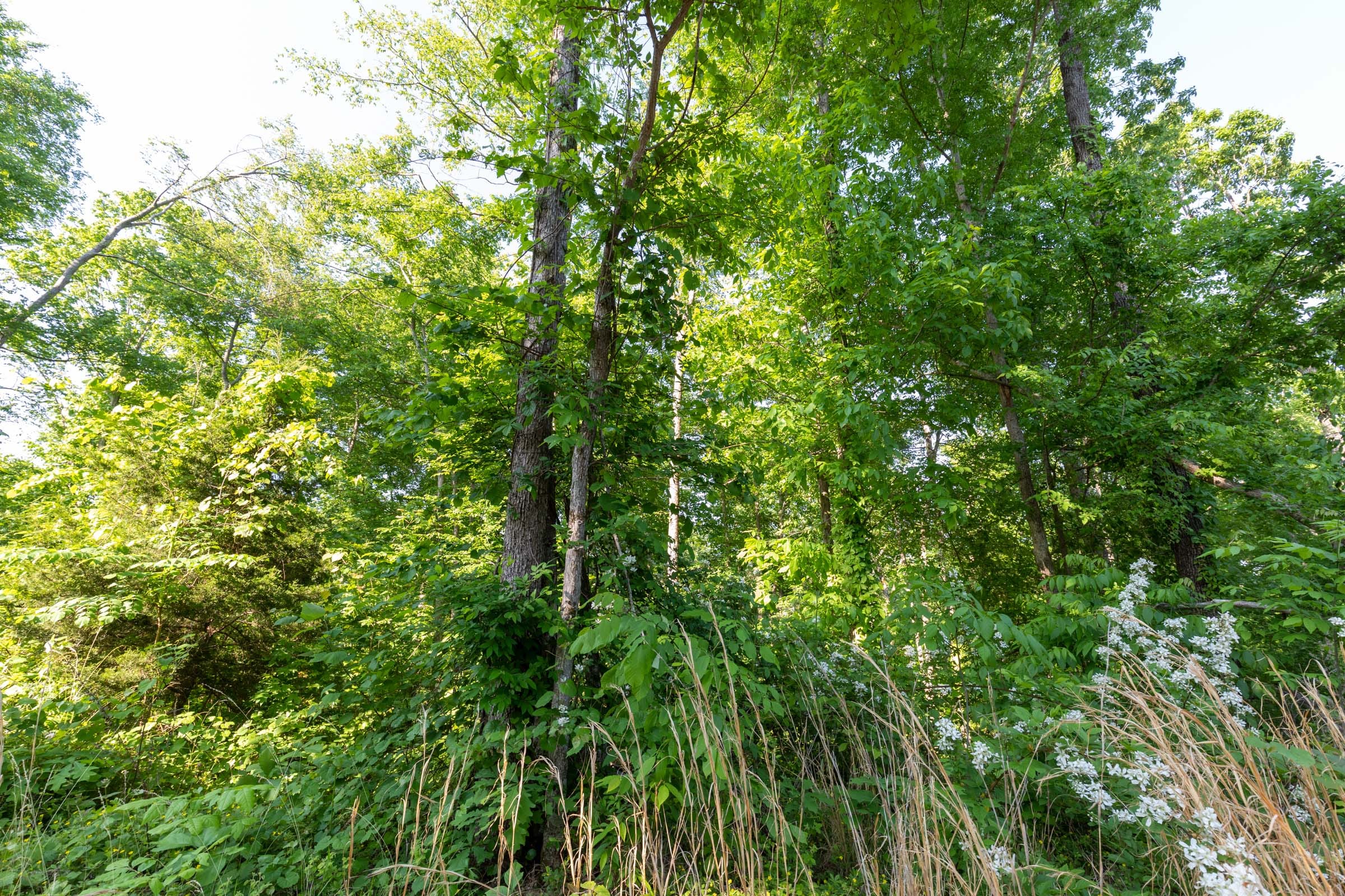 Cedar Creek Tract 57 photo 6