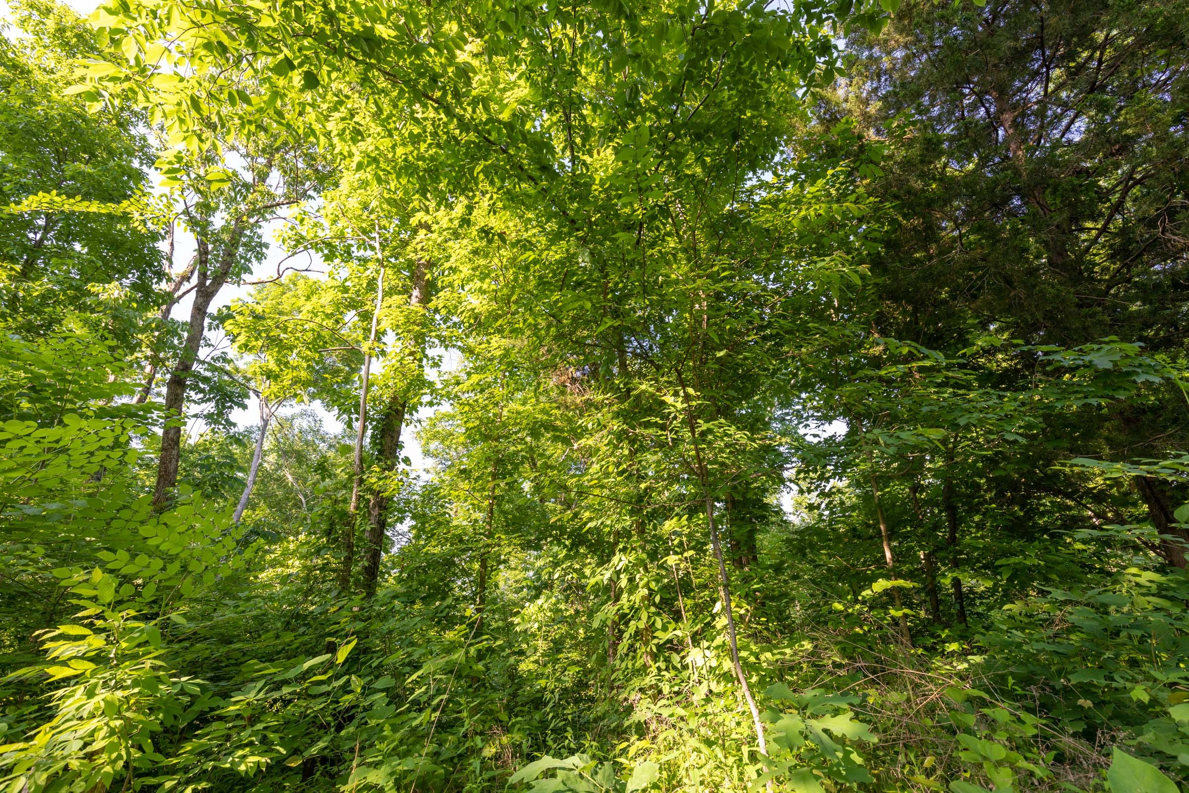 Cedar Creek Tract 57 photo 5