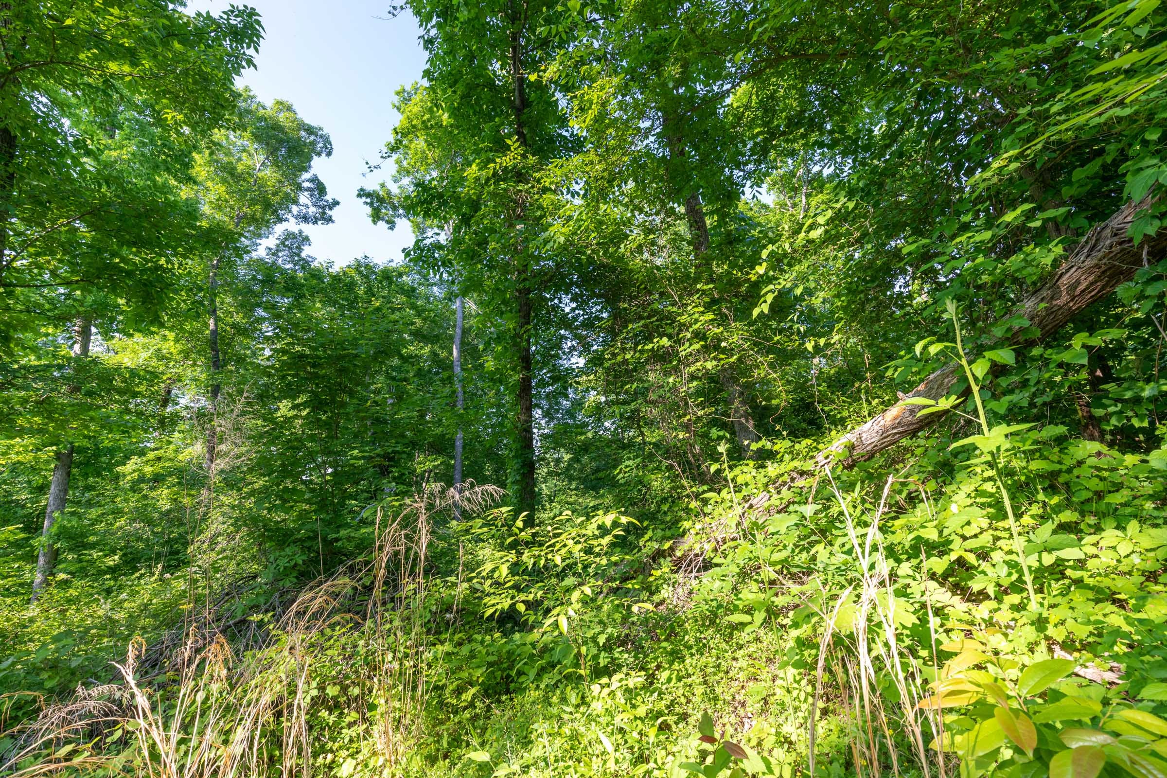 Cedar Creek Tract 57 photo 7
