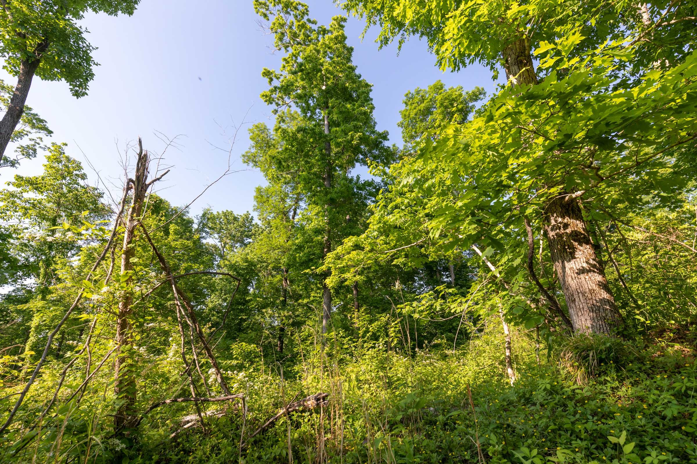 Cedar Creek Tract 57 photo 8